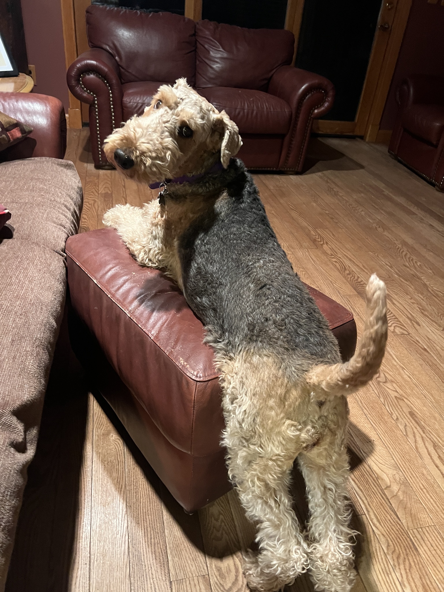 Draw me like one of your French models, Jack!