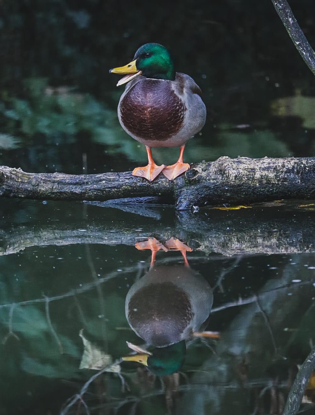 Just a Quack: A Lighthearted Moment