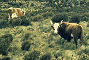 The Rare and Extinct Campbell Island Cattle from 1984