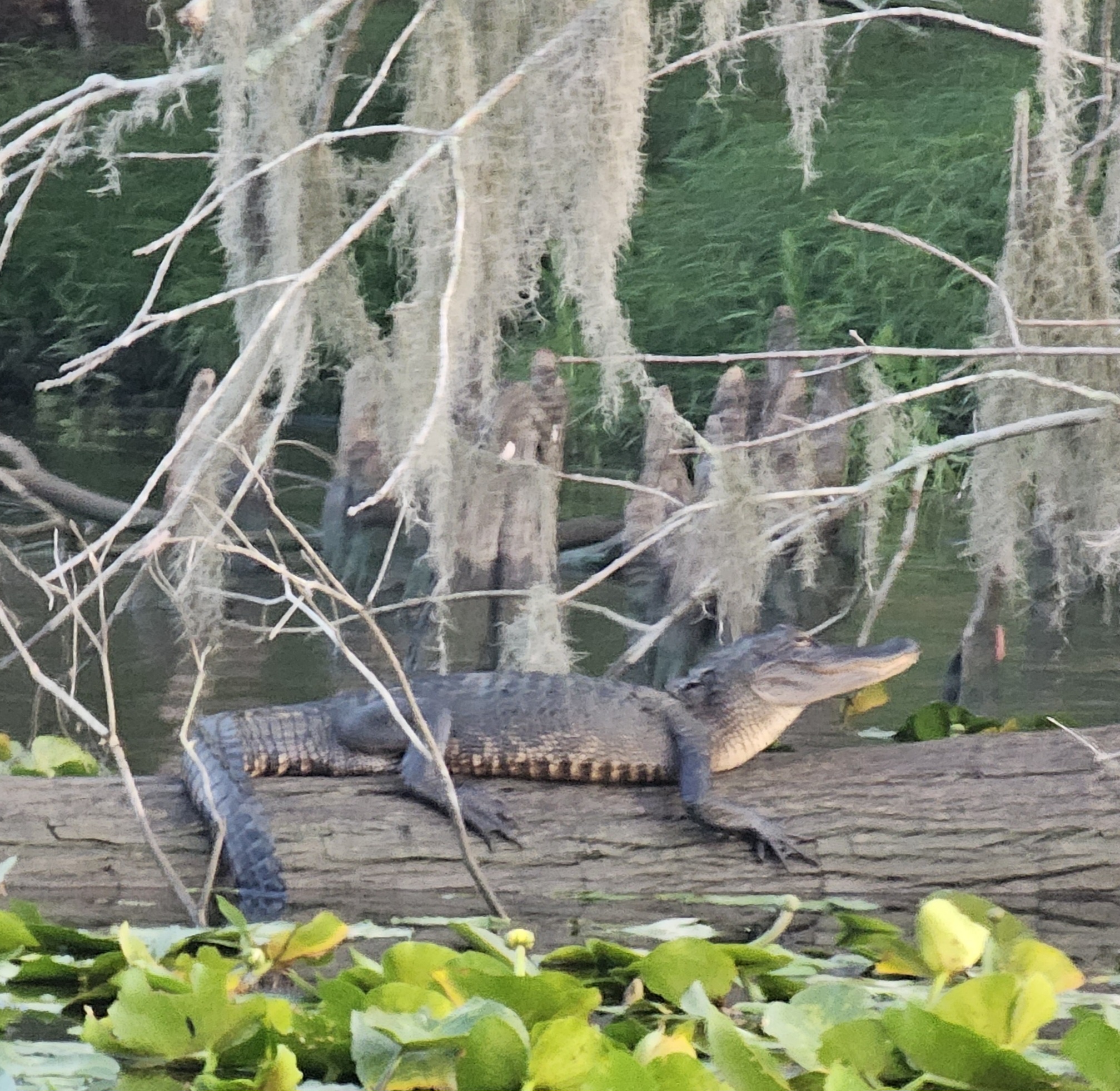 Meet the Gator: Nature's Fearsome Reptile