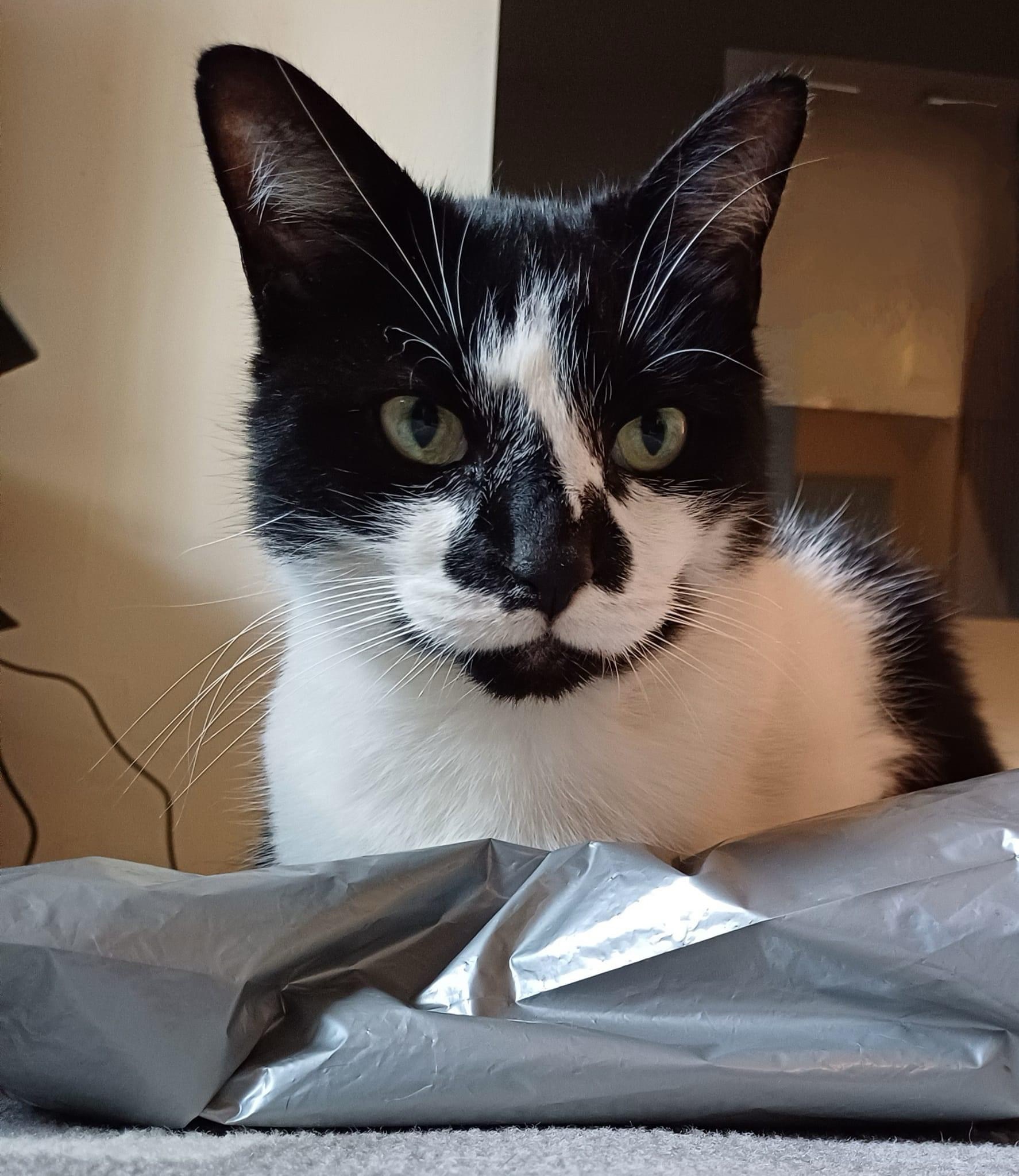 The Adorable Cat: A Furry Companion
