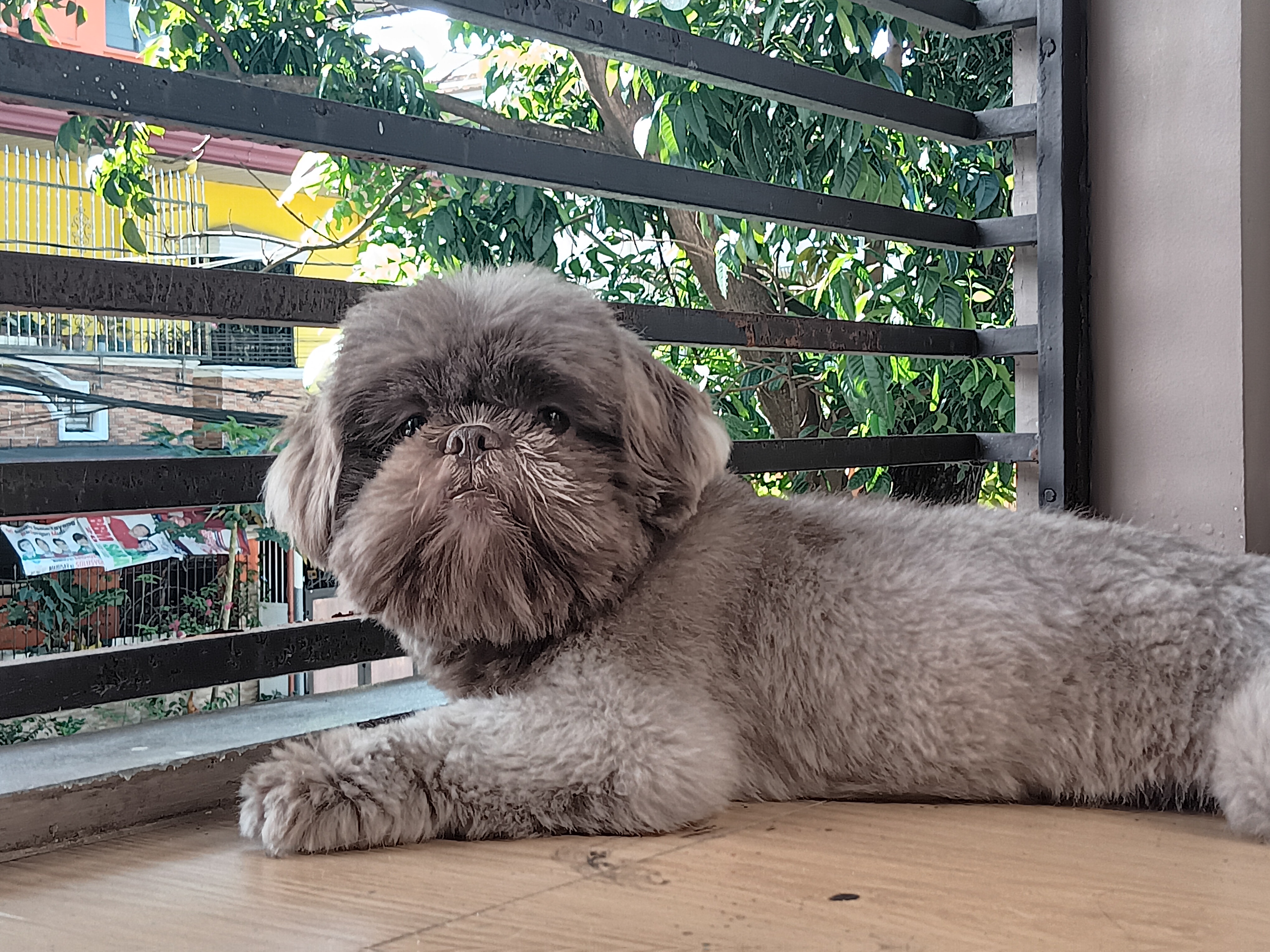 Meet My House Ewok