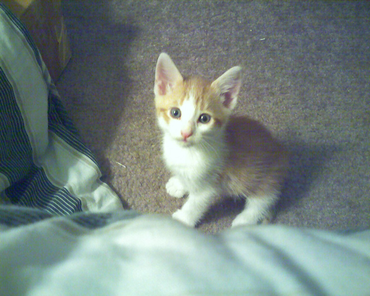 My 16th post features Ajax as an adorable kitten.