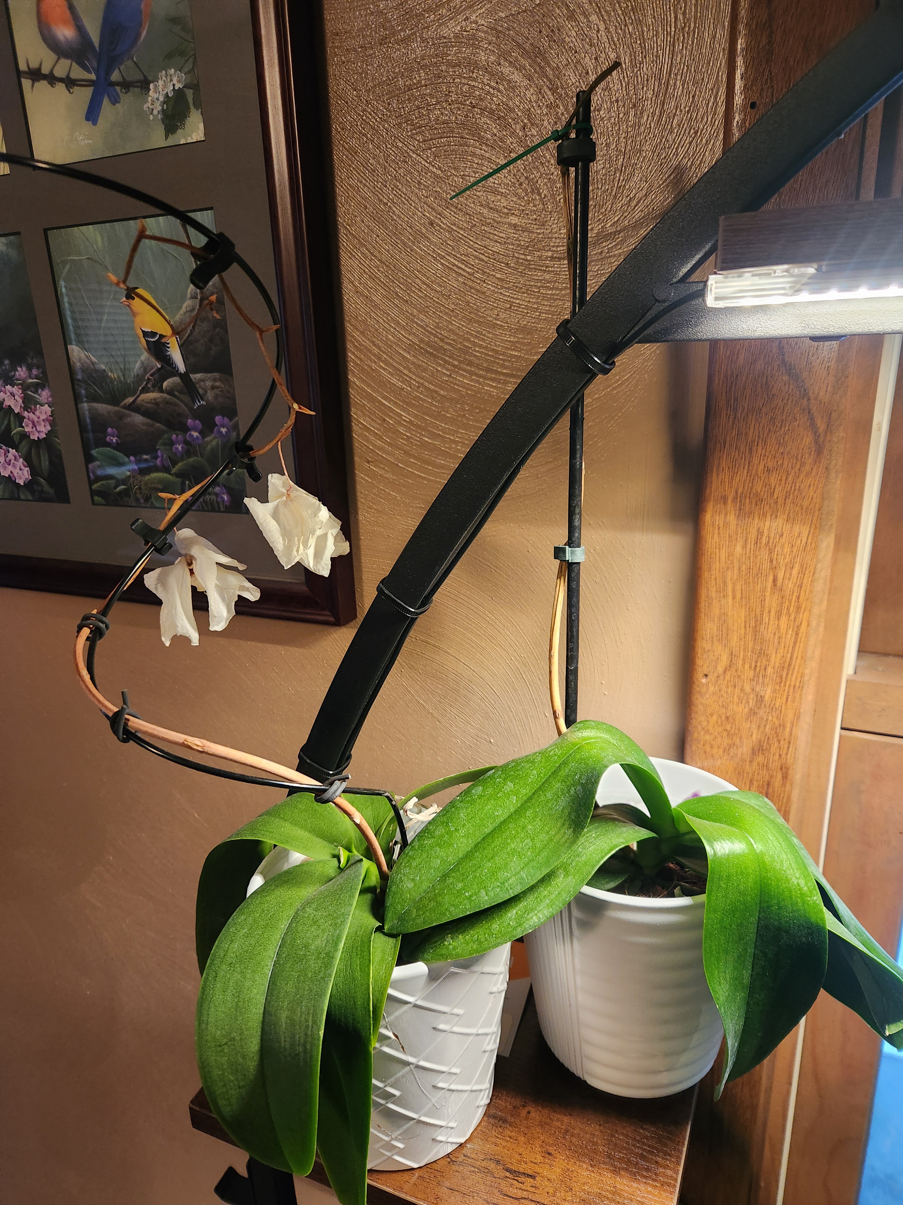 My orchids are wilting... Any tips?