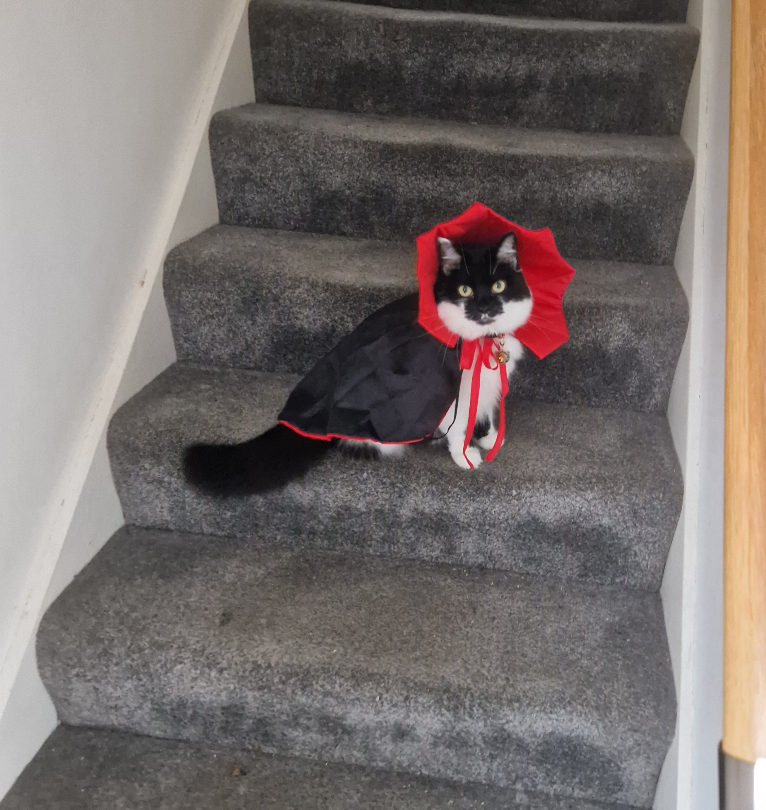 Suti's Spooktacular Halloween Readiness
