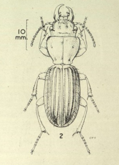 Meet Mecodema punctellum, the fascinating creature!