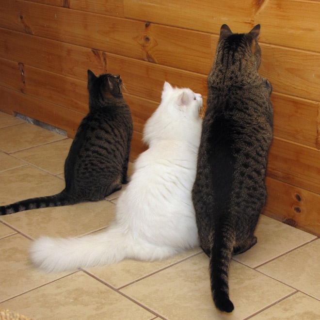 Today's Adorable Cat Highlights