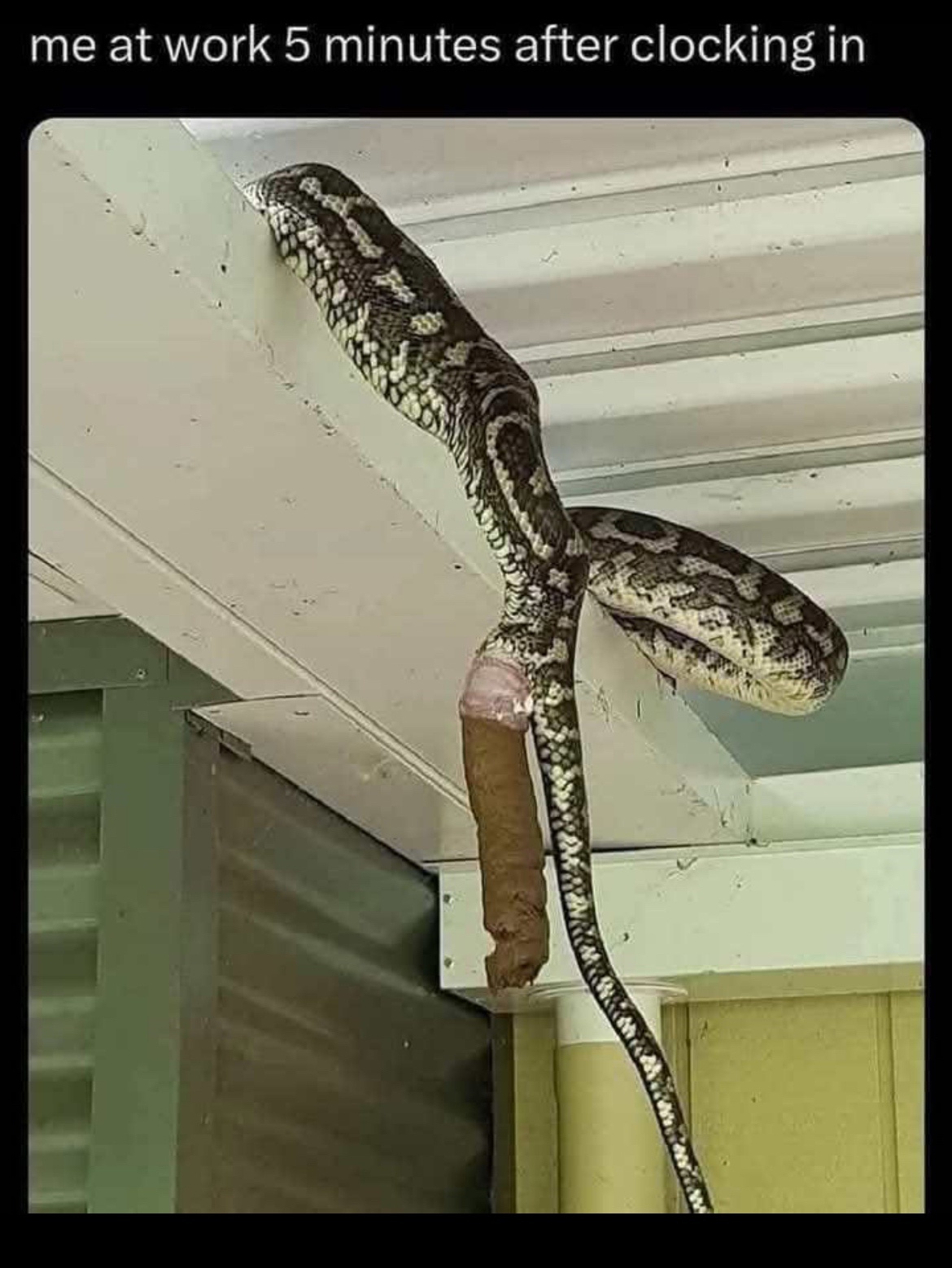 You Won't Believe How Snakes Do Their Business!