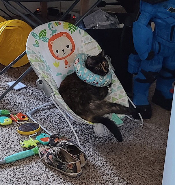 New baby arrives, and the cat is not having it
