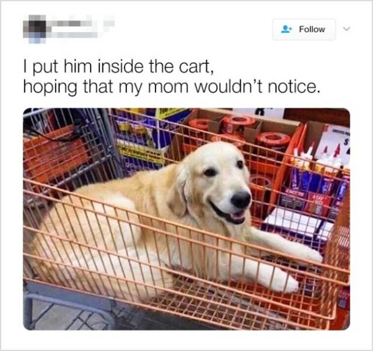 The joy of welcoming a new pet into your life: A heartwarming experience!