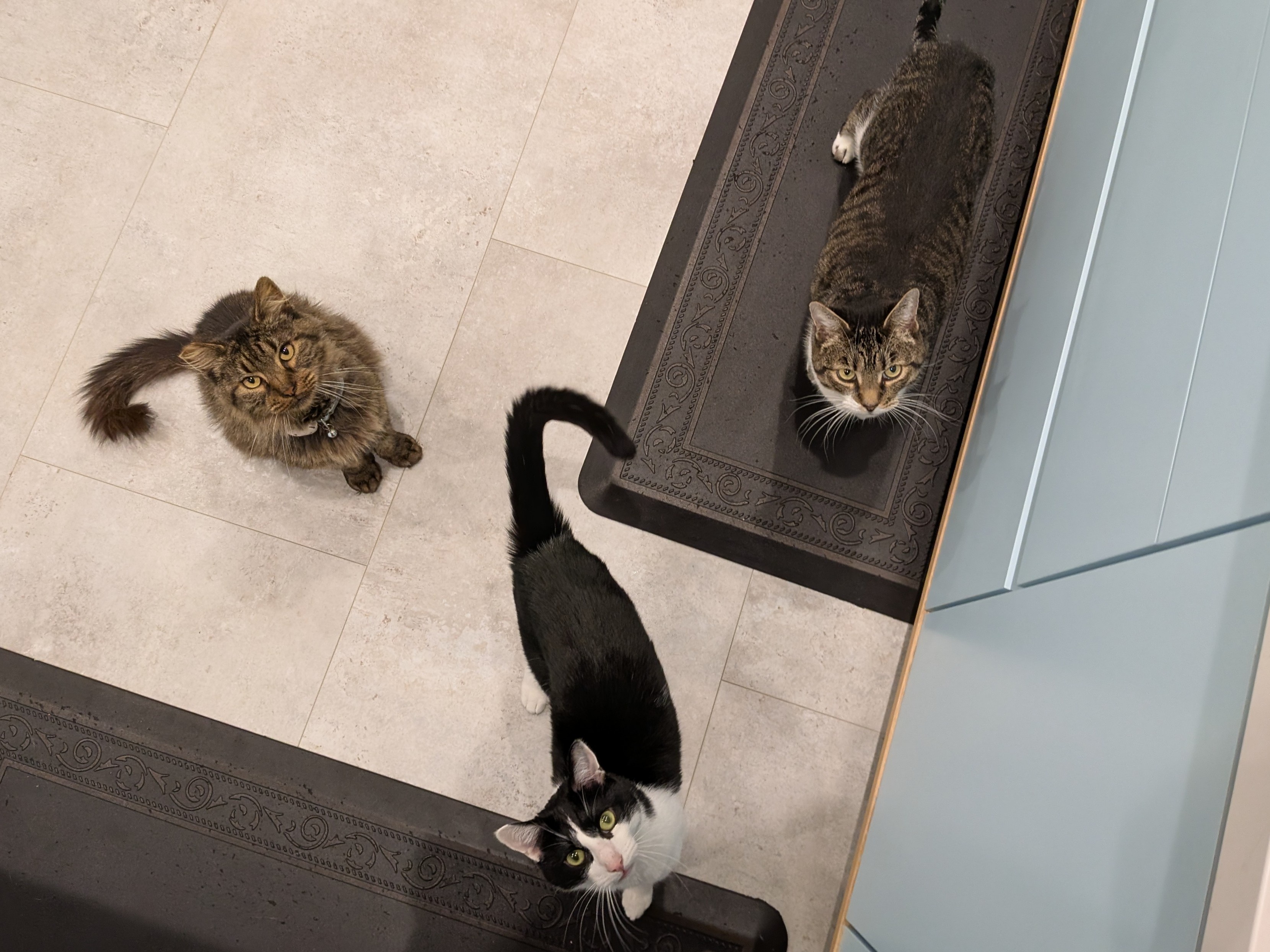 Welcome to My Purrmuda Triangle of Cats