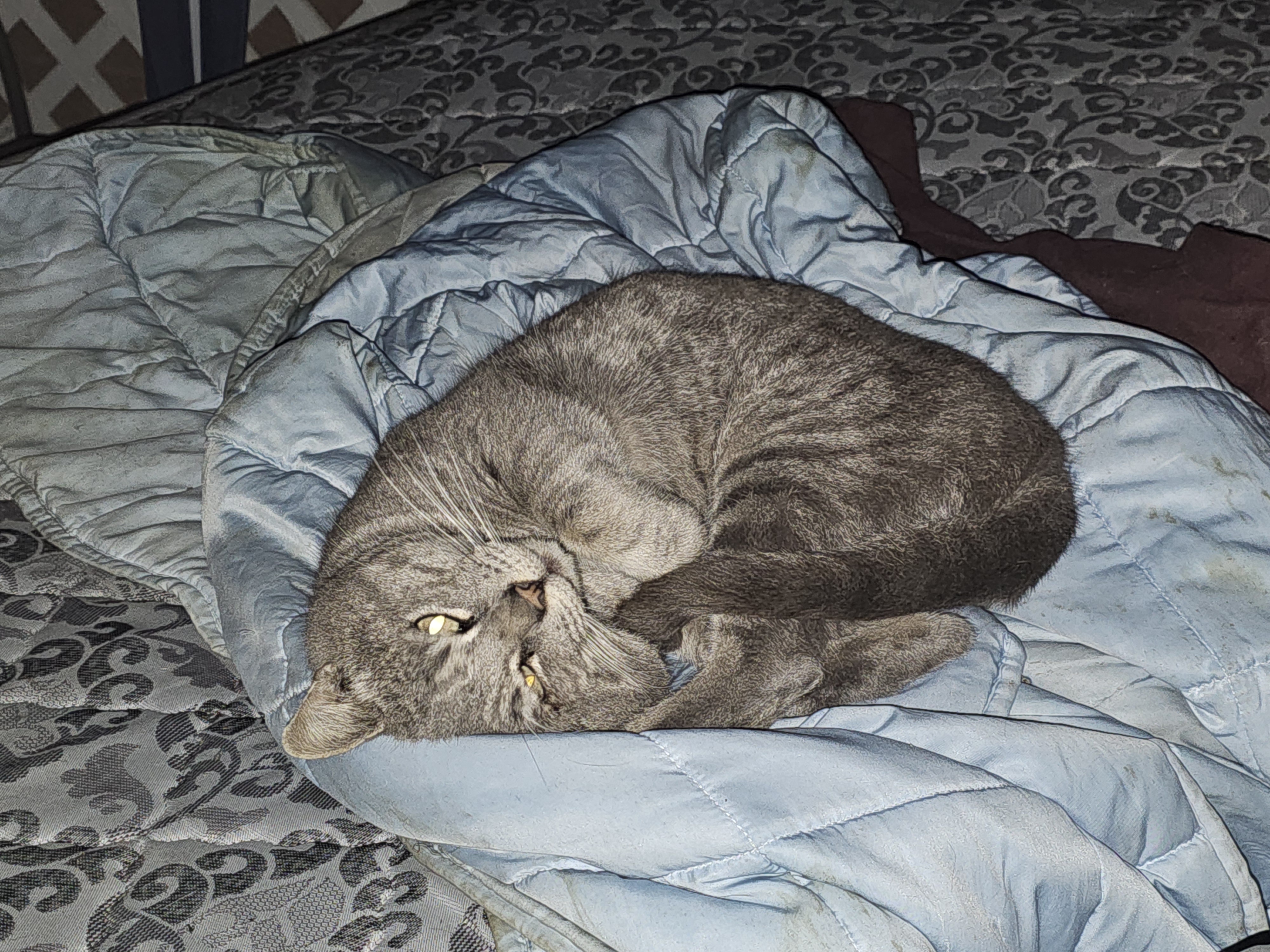 Tommy's Adorable Sleepy Face