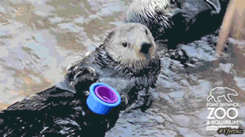 The Ultimate Guide to Annoying an Otter