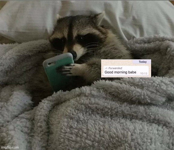 Did You Know? Fascinating Raccoon Facts
