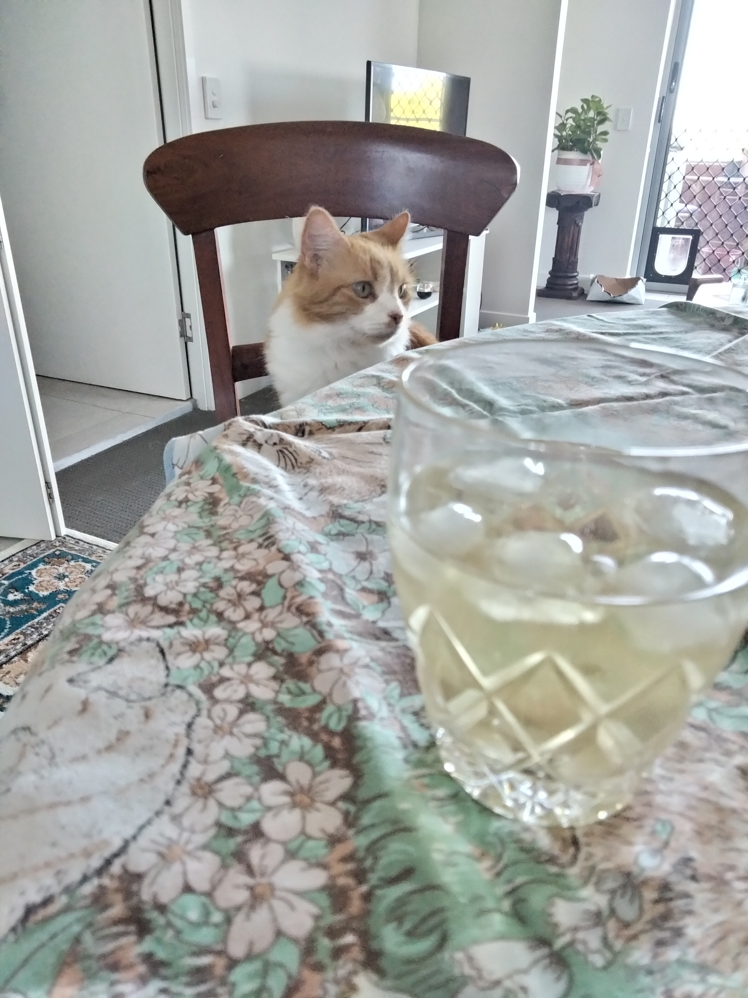Cheers to Good Company: Not Drinking Alone with Peanut!