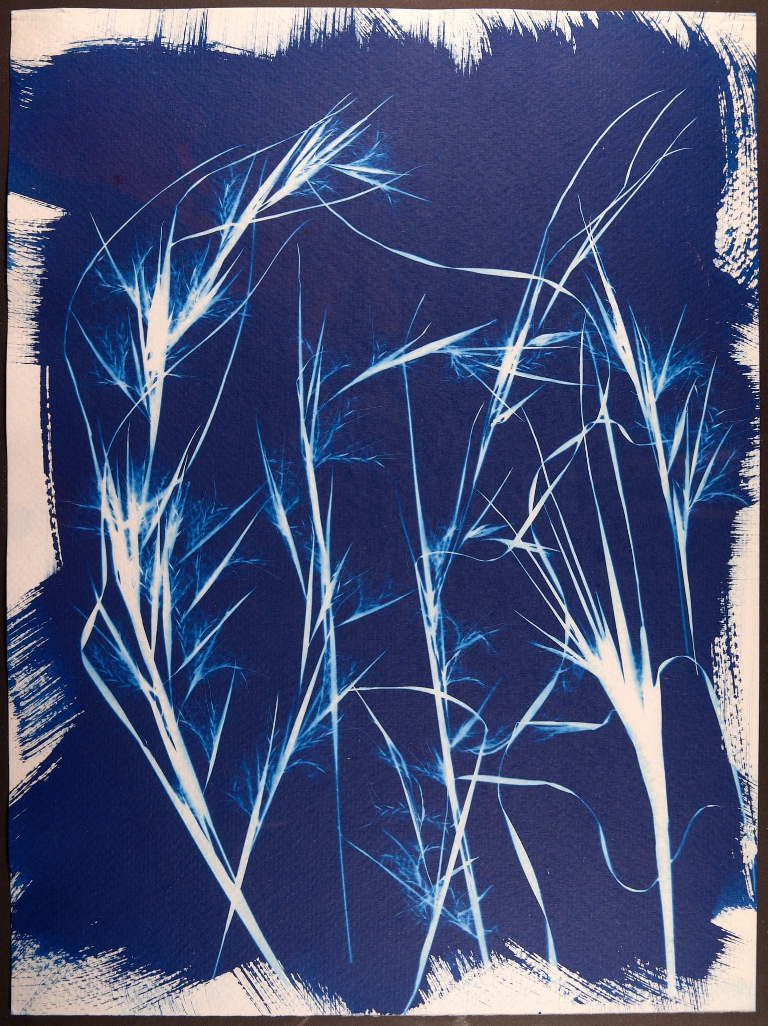 Exploring the Art of Cyanotype