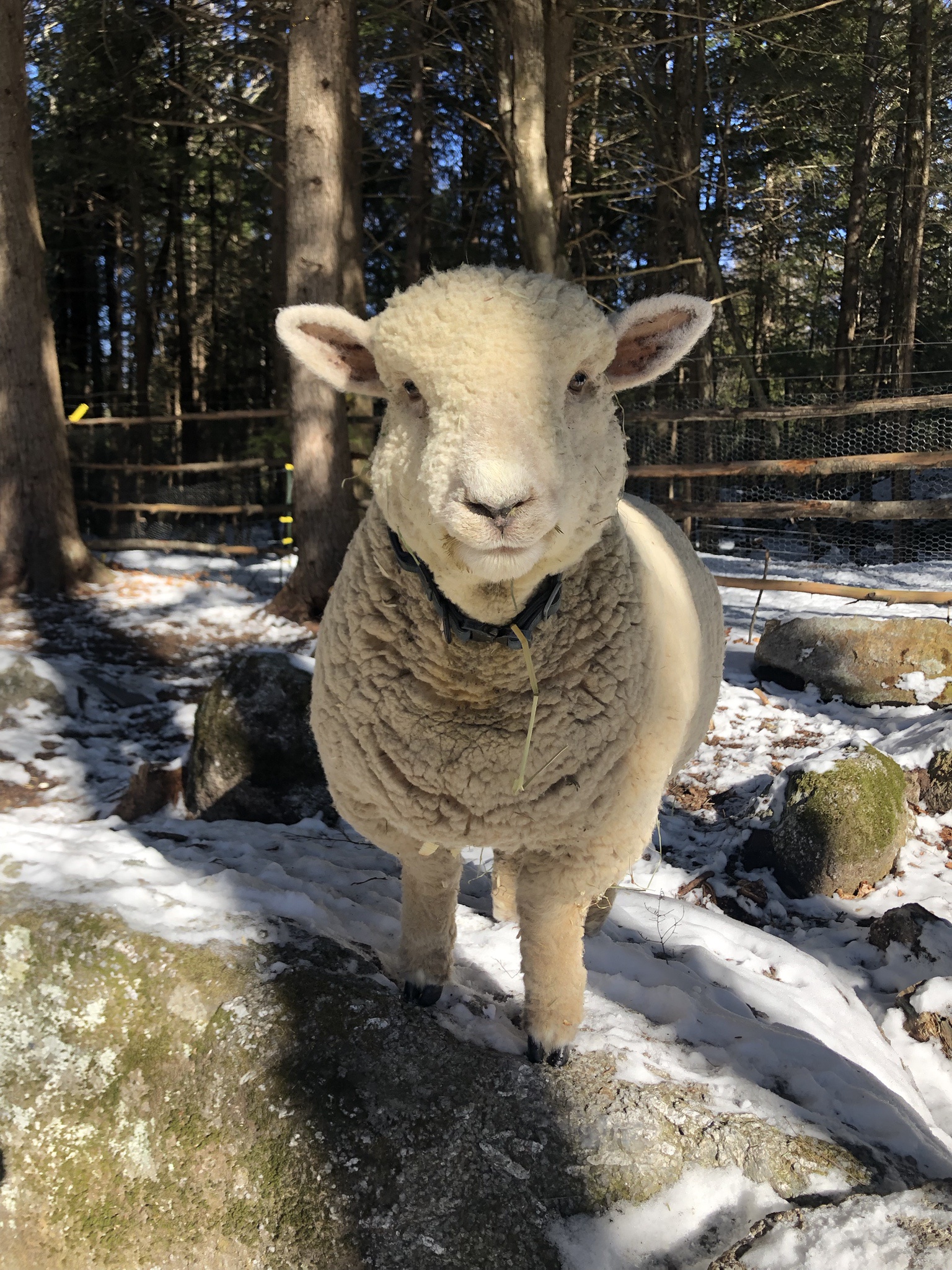 Stewie: The most dapper lamb in the entire kingdom