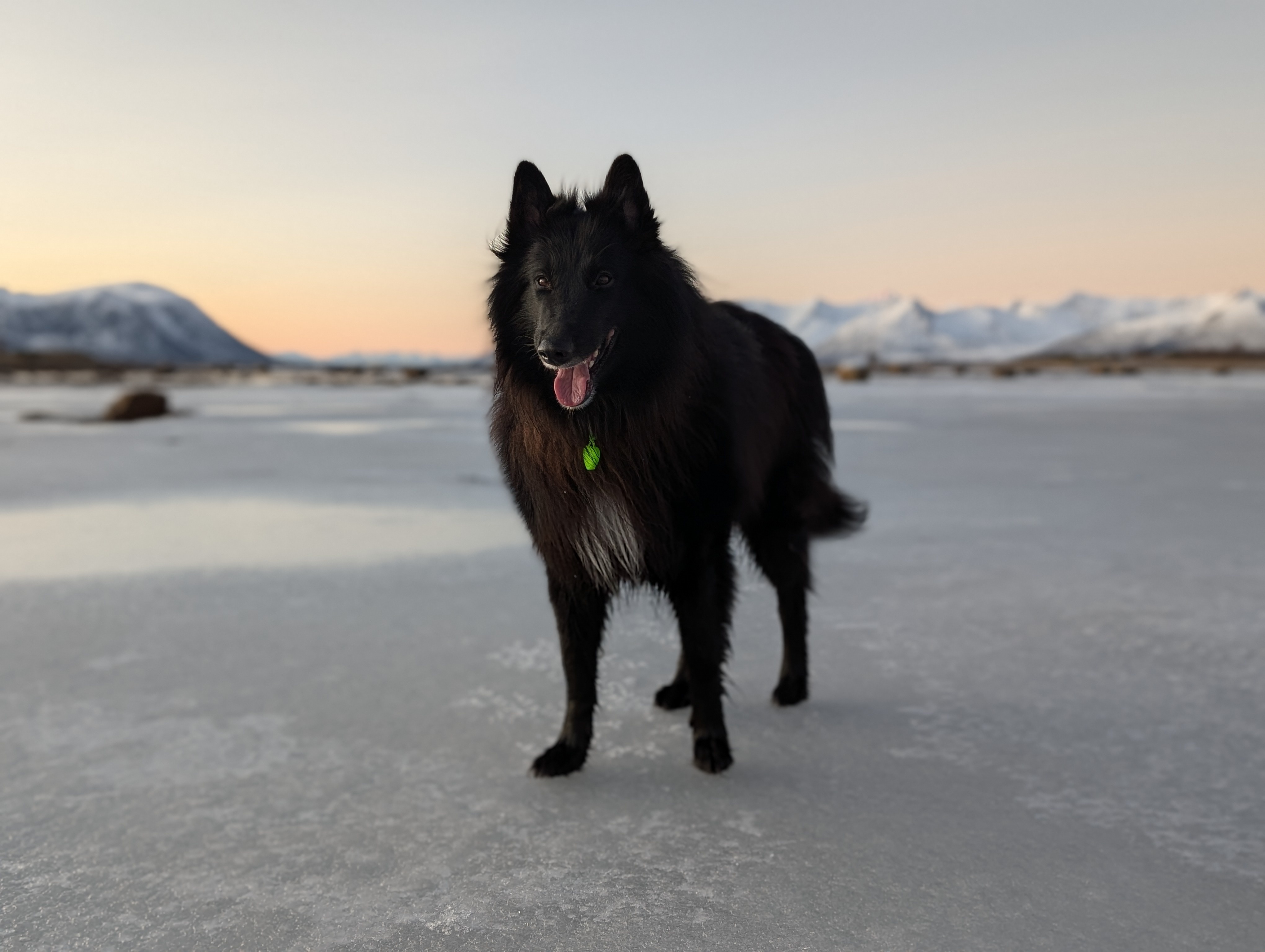 Just a glimpse of pure joy: The Happy Dog