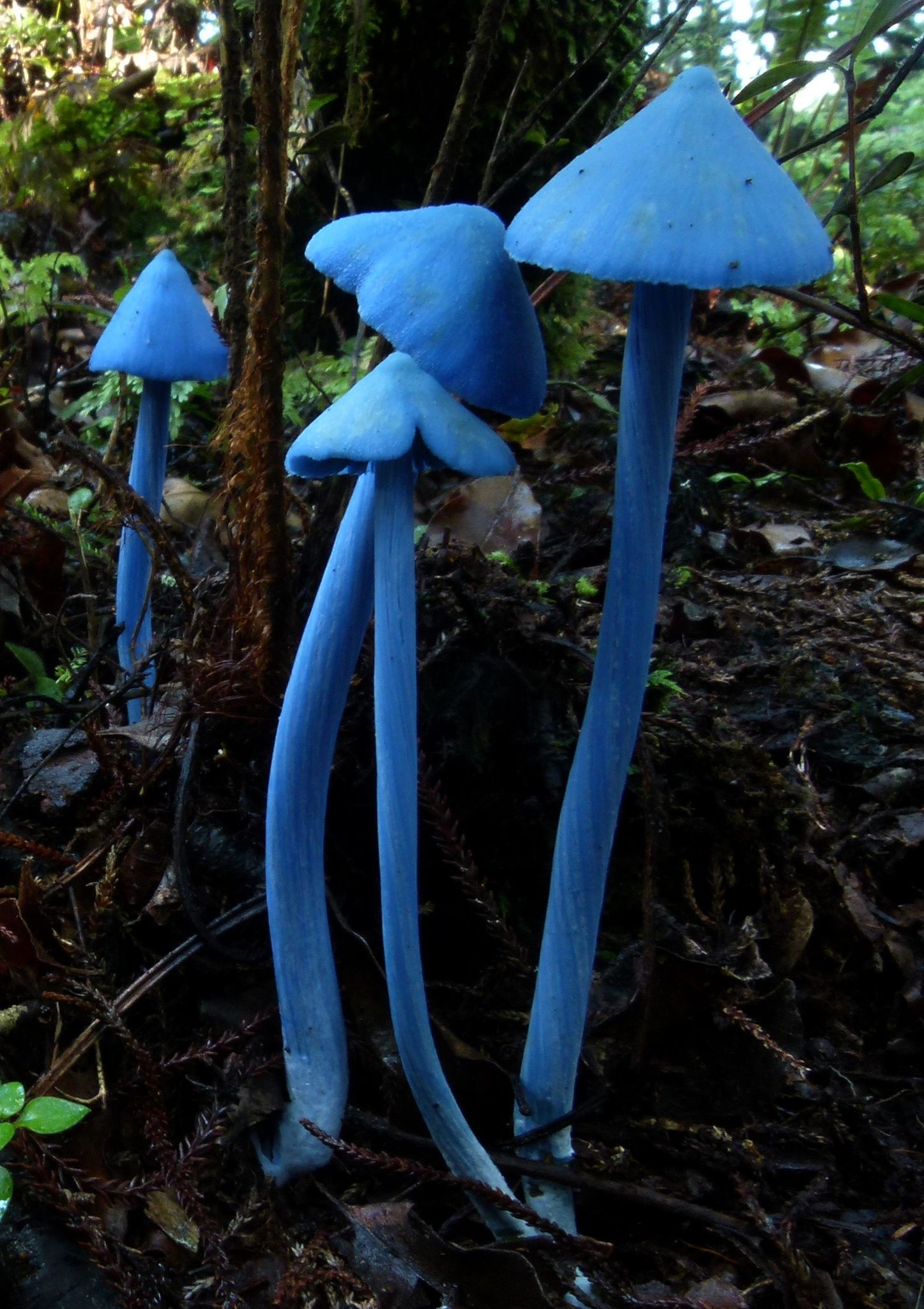 Mystical Blue Mushrooms Await