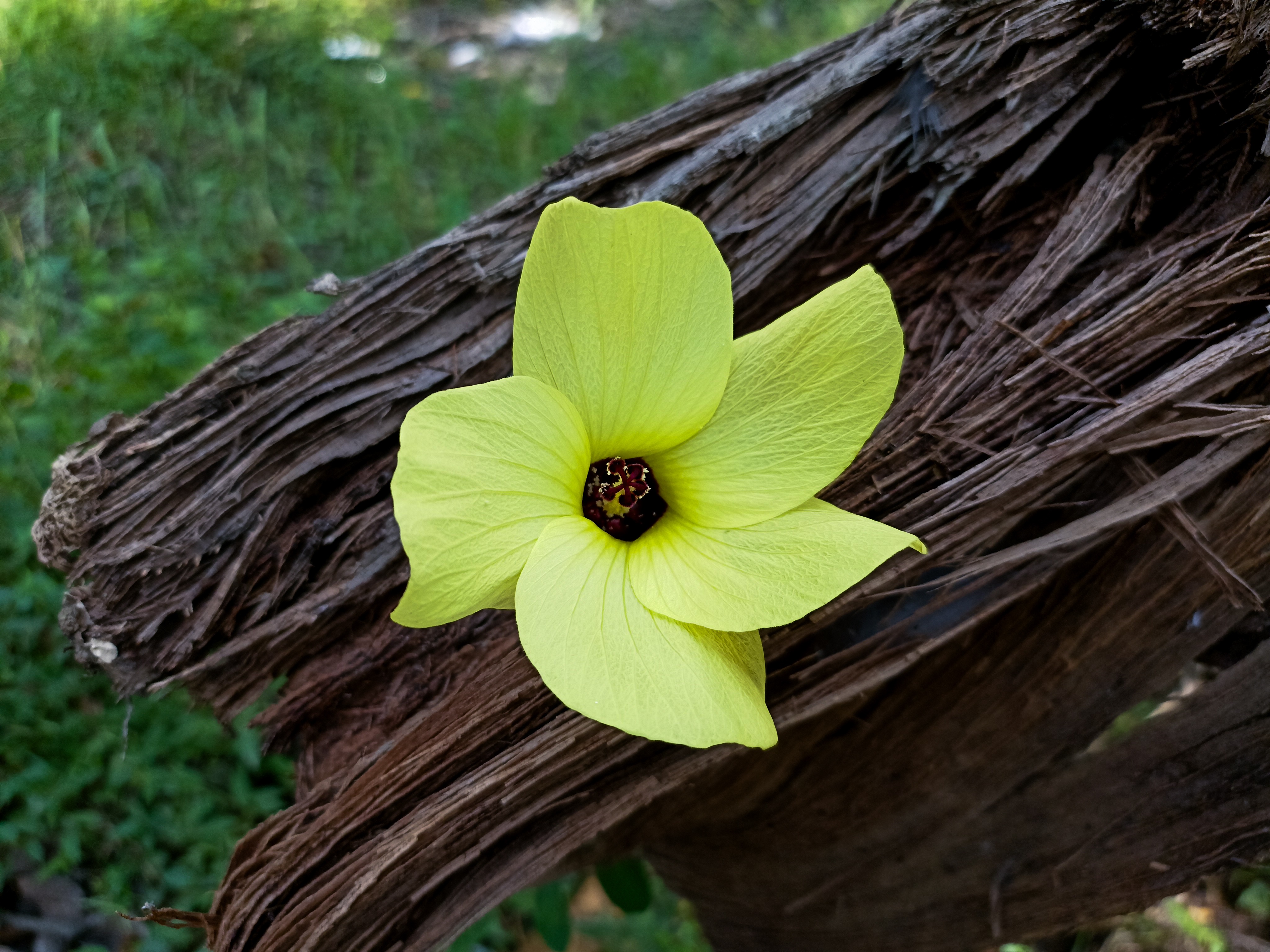A Glimpse at a Beautiful Flower: Nature's Masterpiece