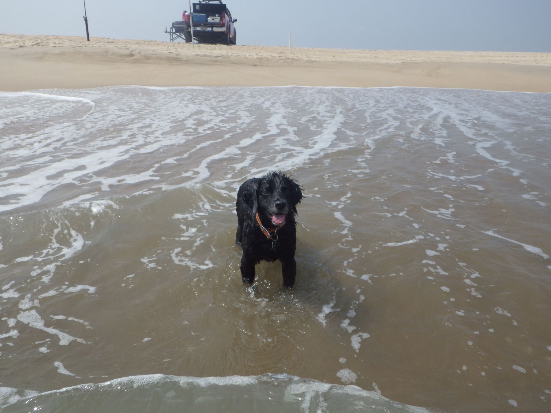 Spooner Enjoying a Day at the Jersey Shore