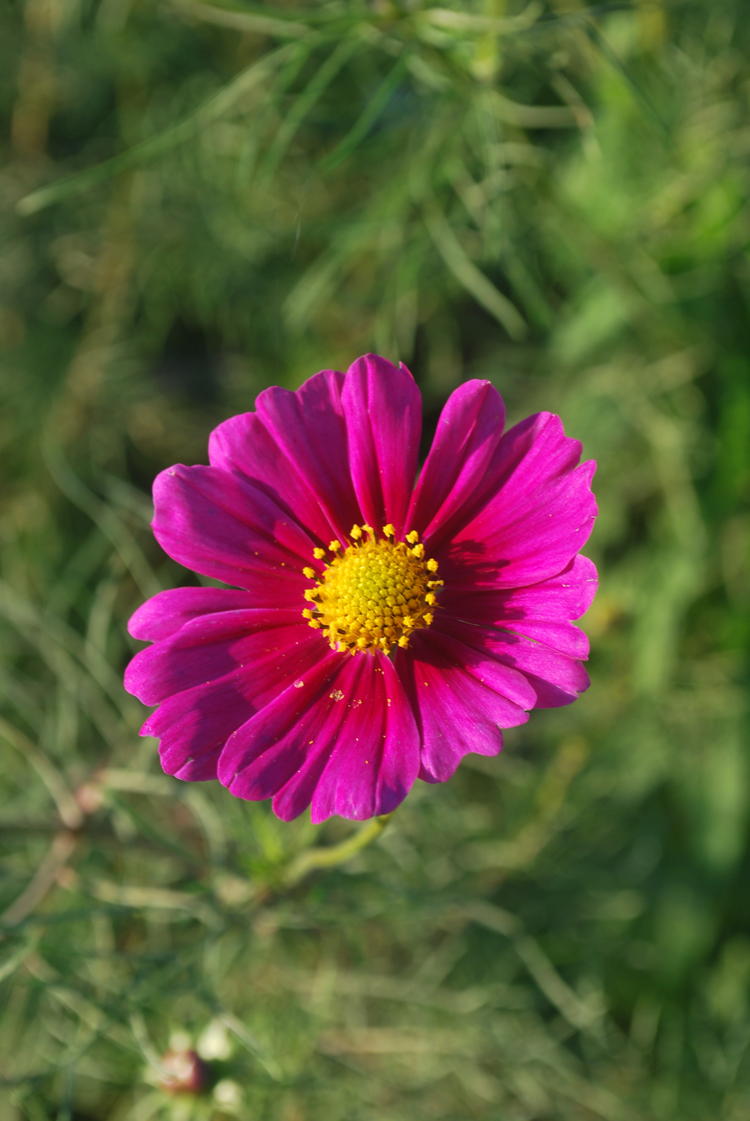 A Beautiful Collection of Flowers