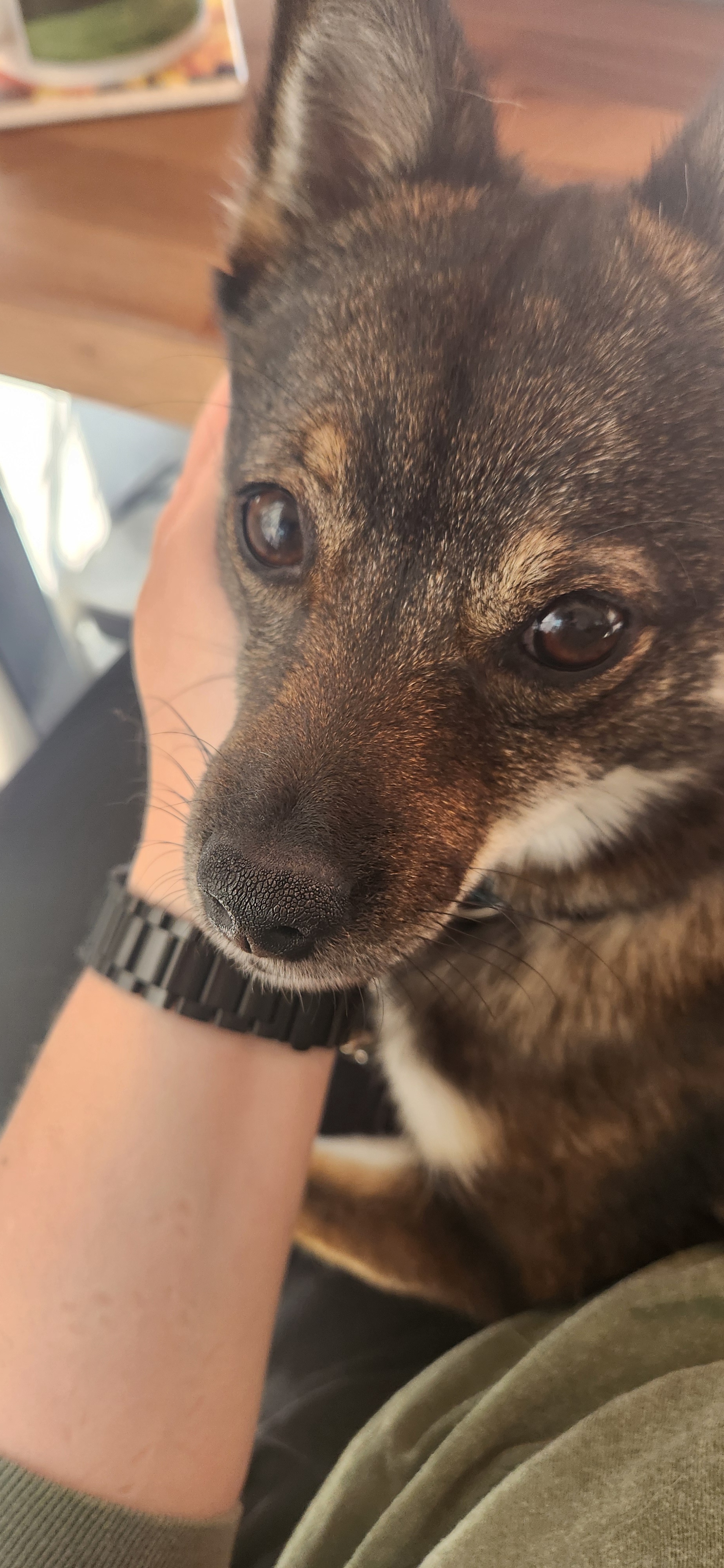 Adorable Doggo Moments That Melt Your Heart