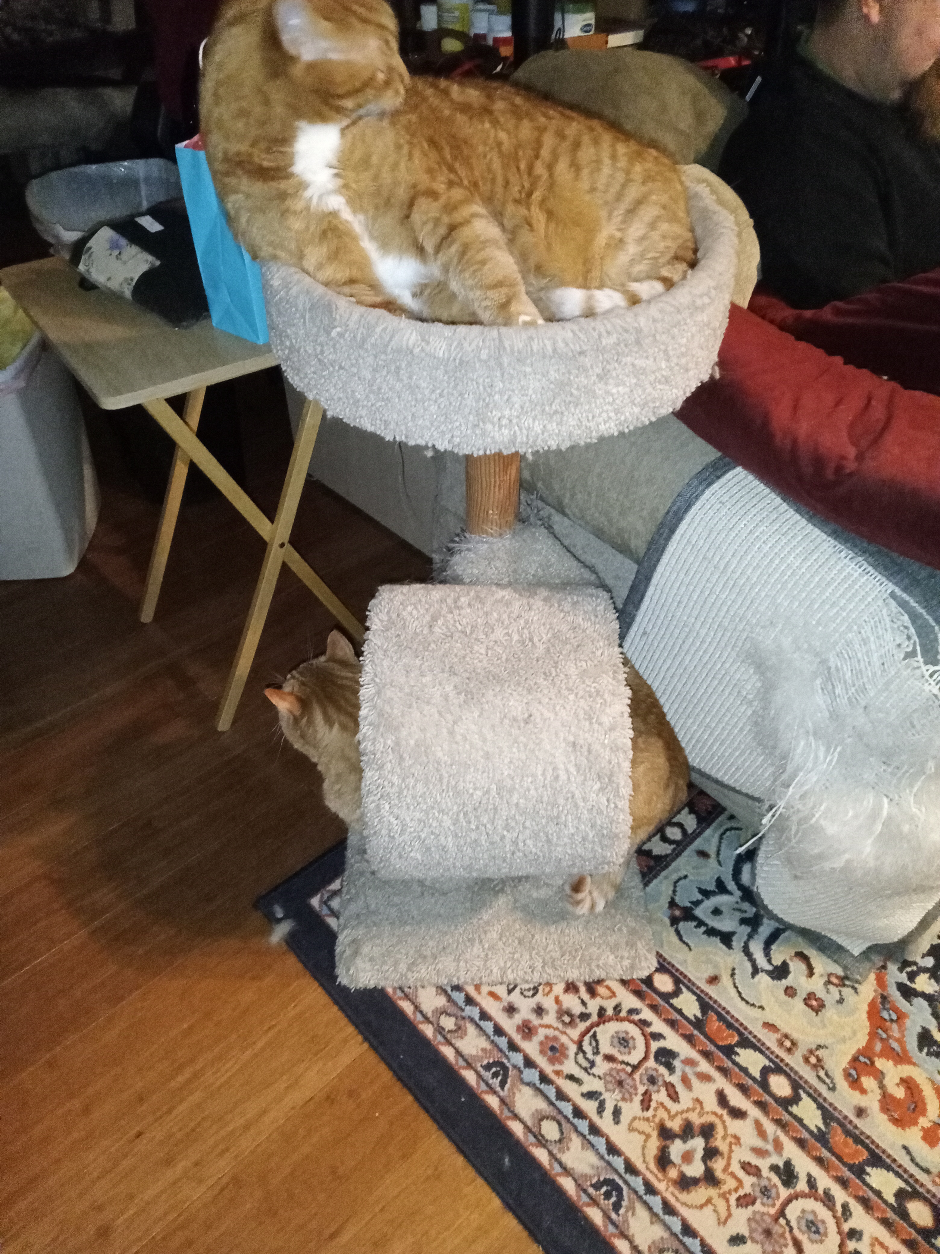 Wishing you a Merry Christmas from the feline crew