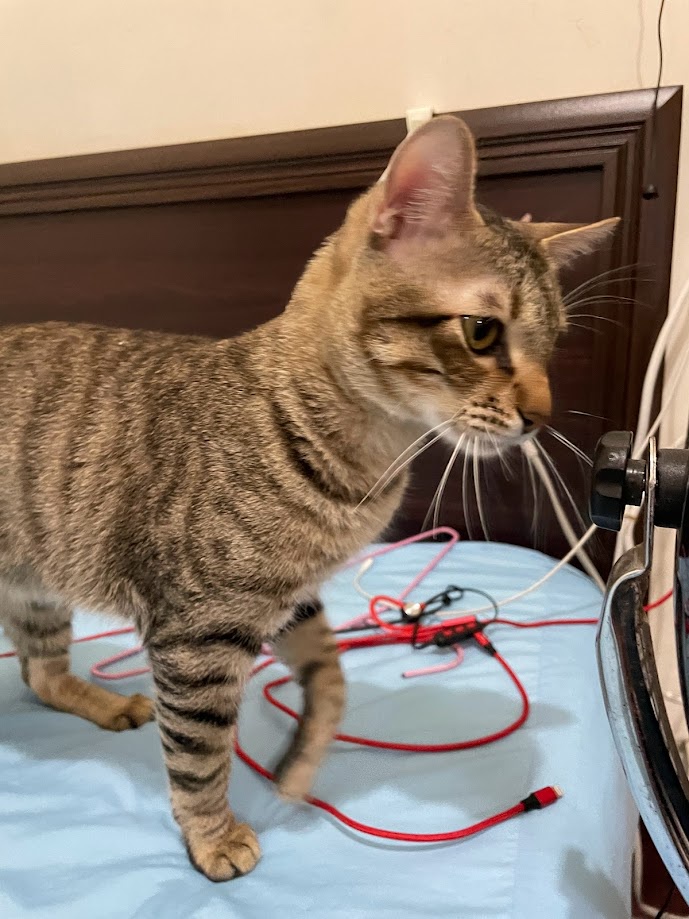 Just a cat being a cat