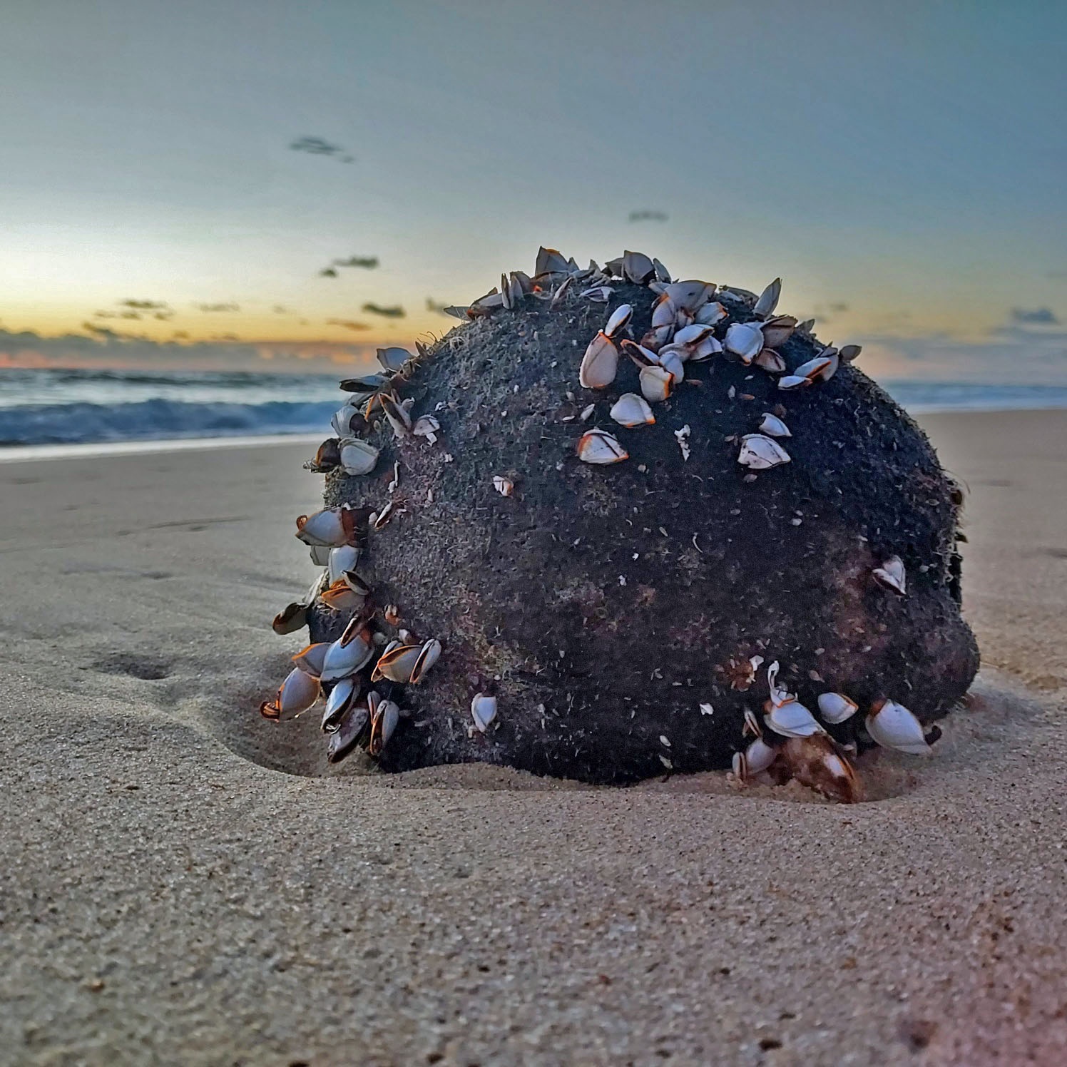 Check out this amazing find from the beach!