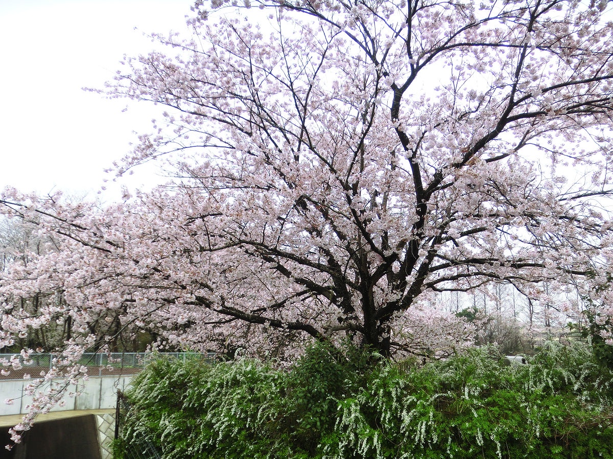 A Snapshot from April 2015 at Komuro Park, Chiba