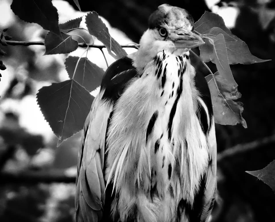 A Majestic Bird in Flight