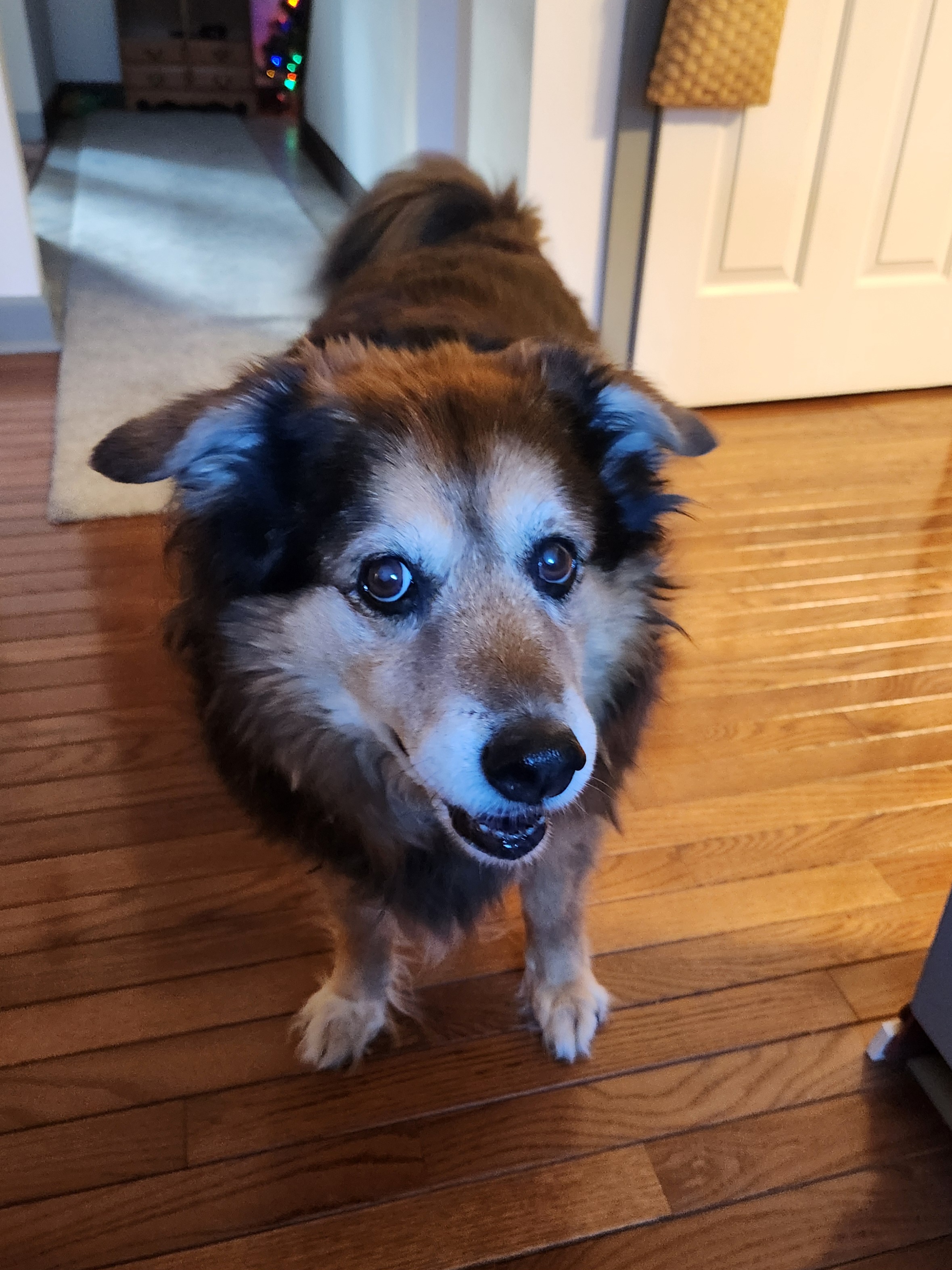 Peanut the dog’s daily dose of cuteness - Day 1579
