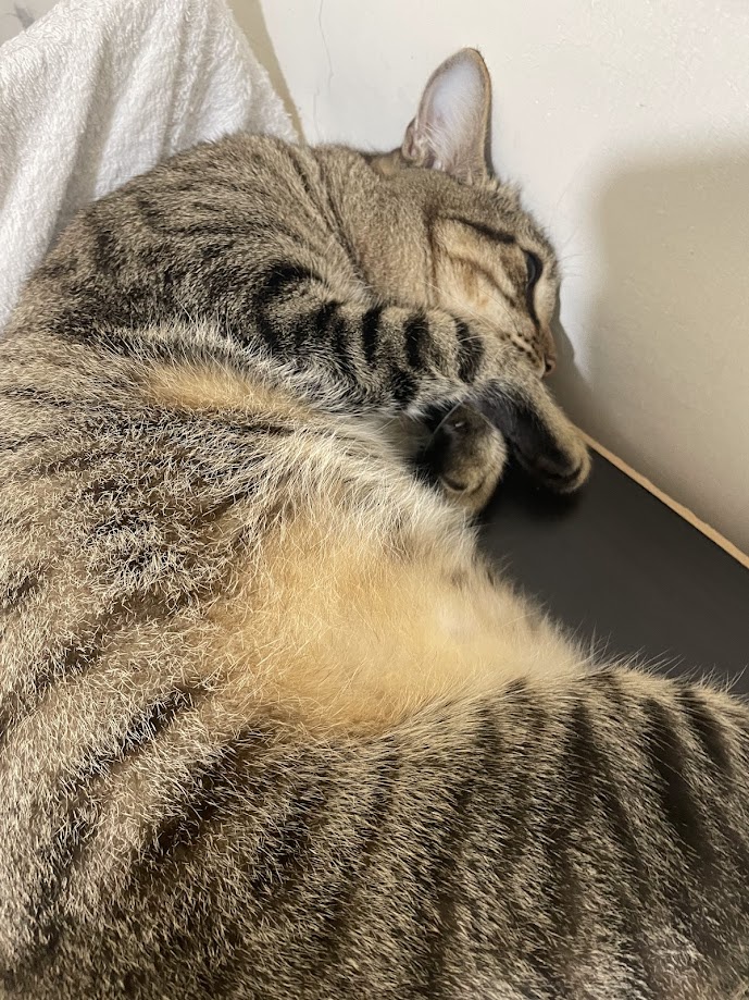 Another Day, Another Cat: Feline Adventures