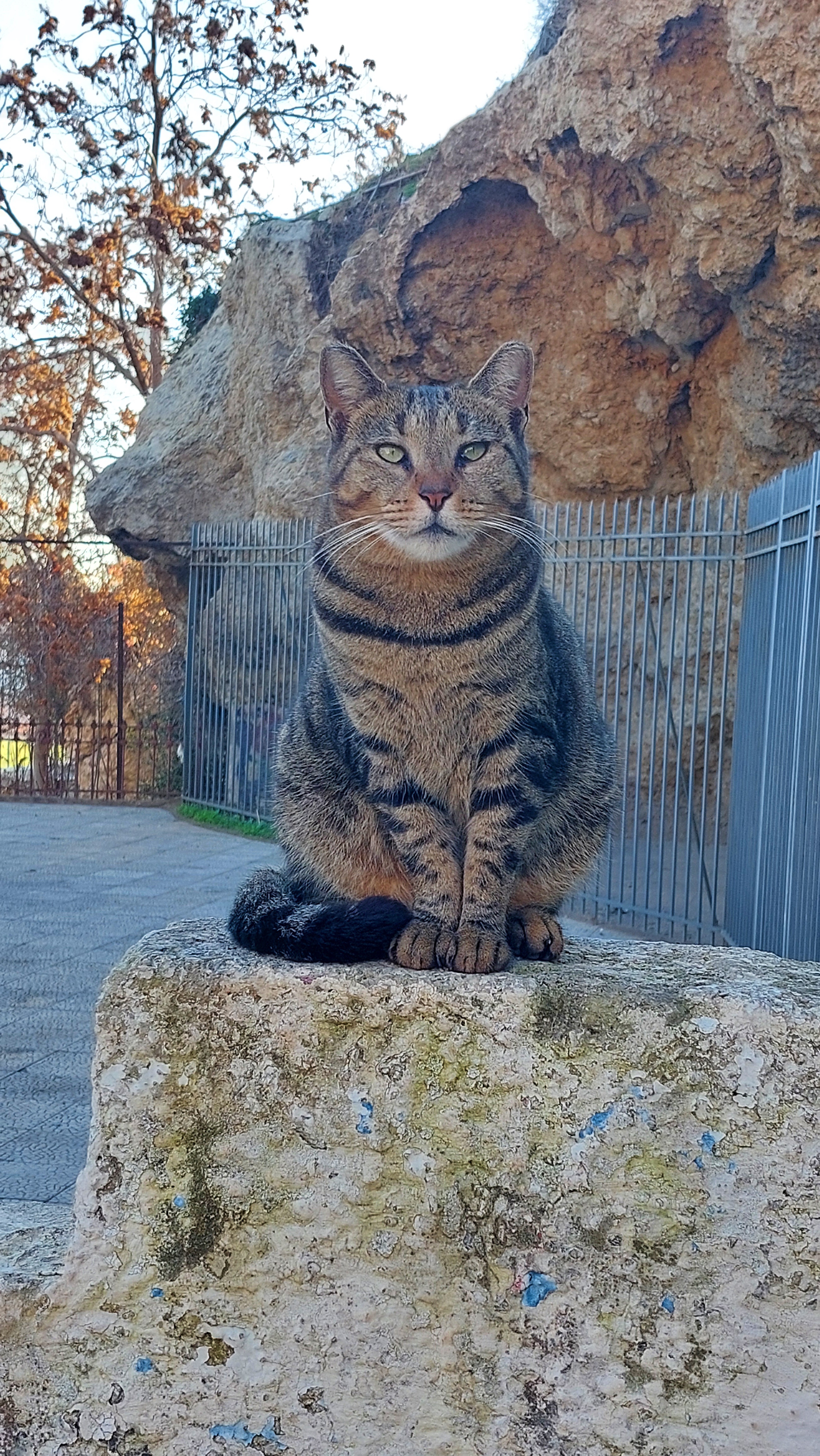 The Cuddly Cat: A Feline Friend