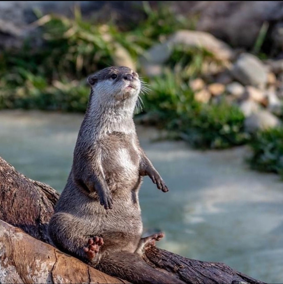 The Charming Life of an Otter: Nature's Playful Swimmer