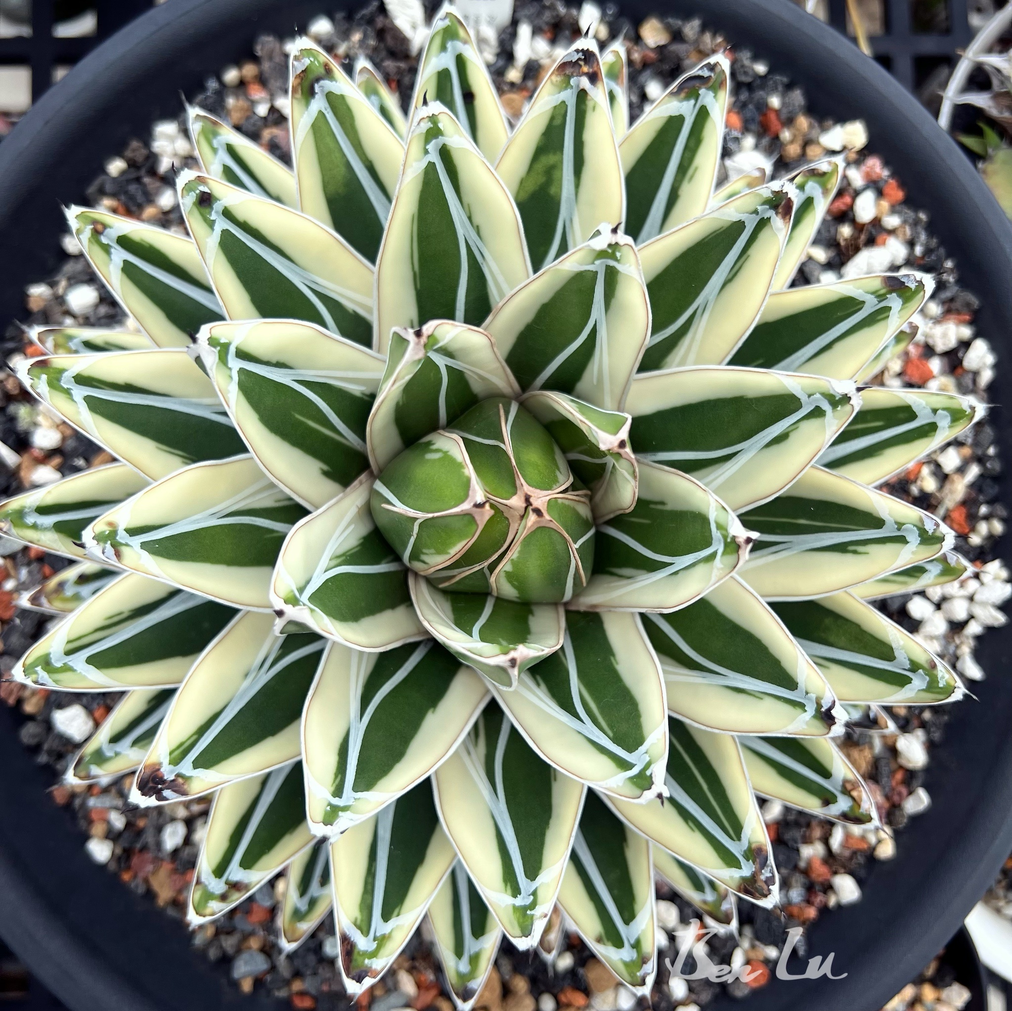 Meet the Stunning Agave victoria-reginae 'White Rhino'