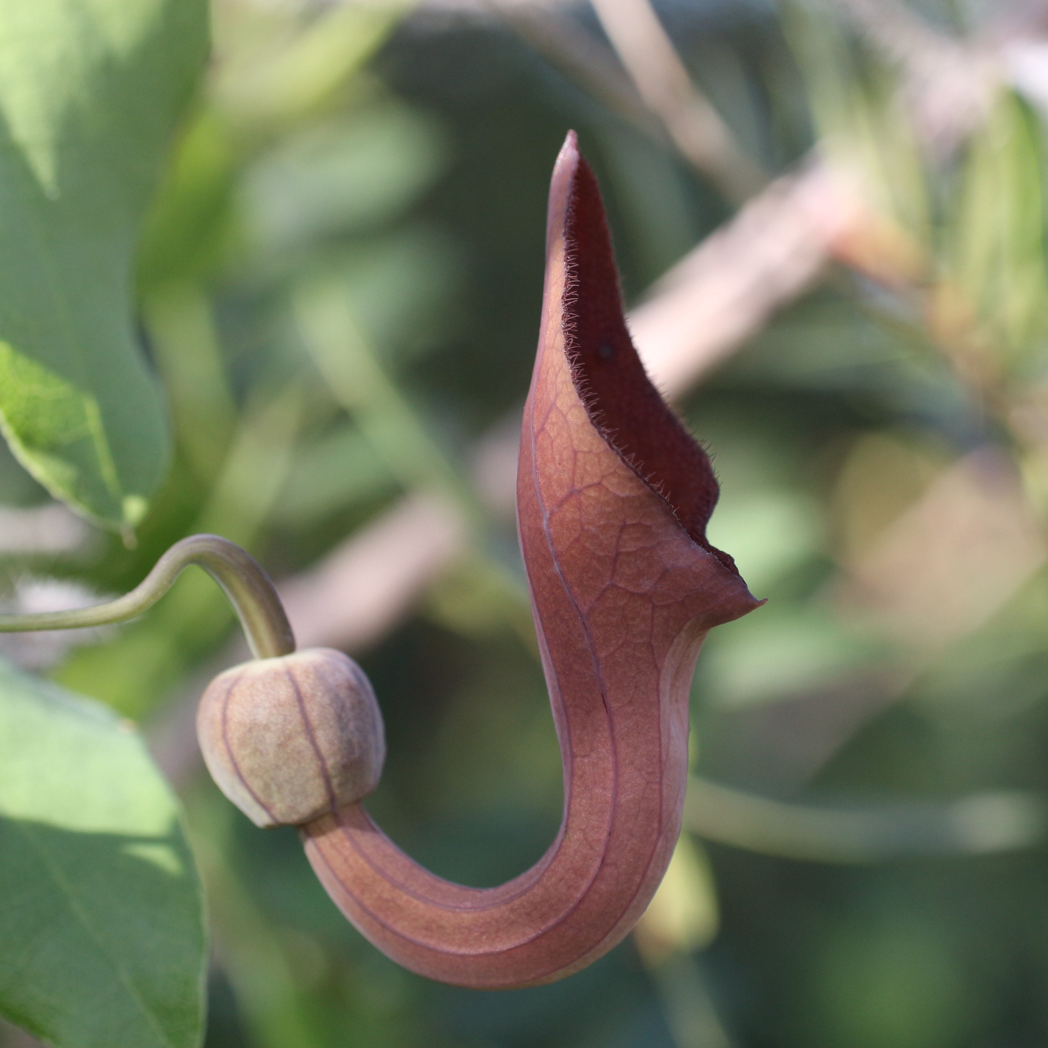 Meet the Andaluz Pipevine: Aristolochia Baetica in Focus