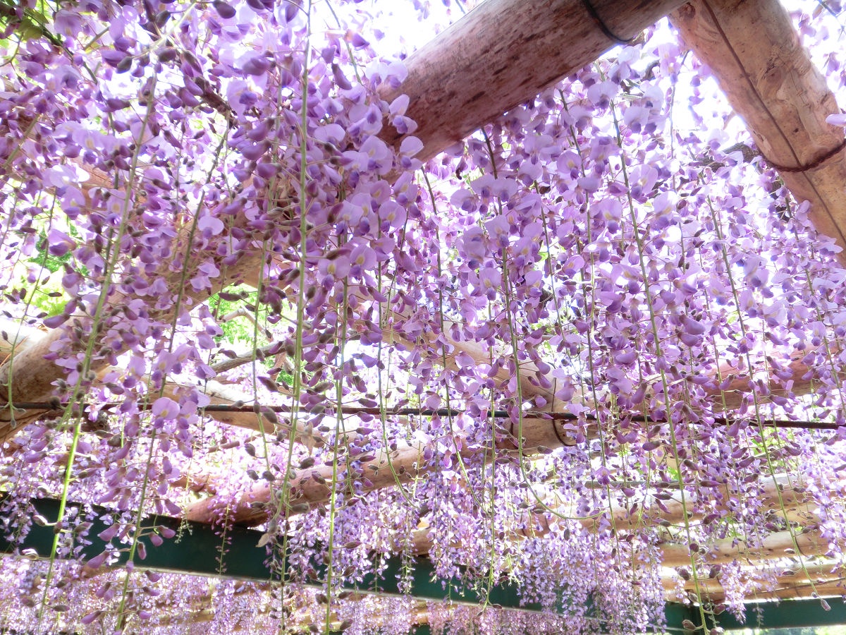 April 2015 at Shimizu Park in Chiba Prefecture