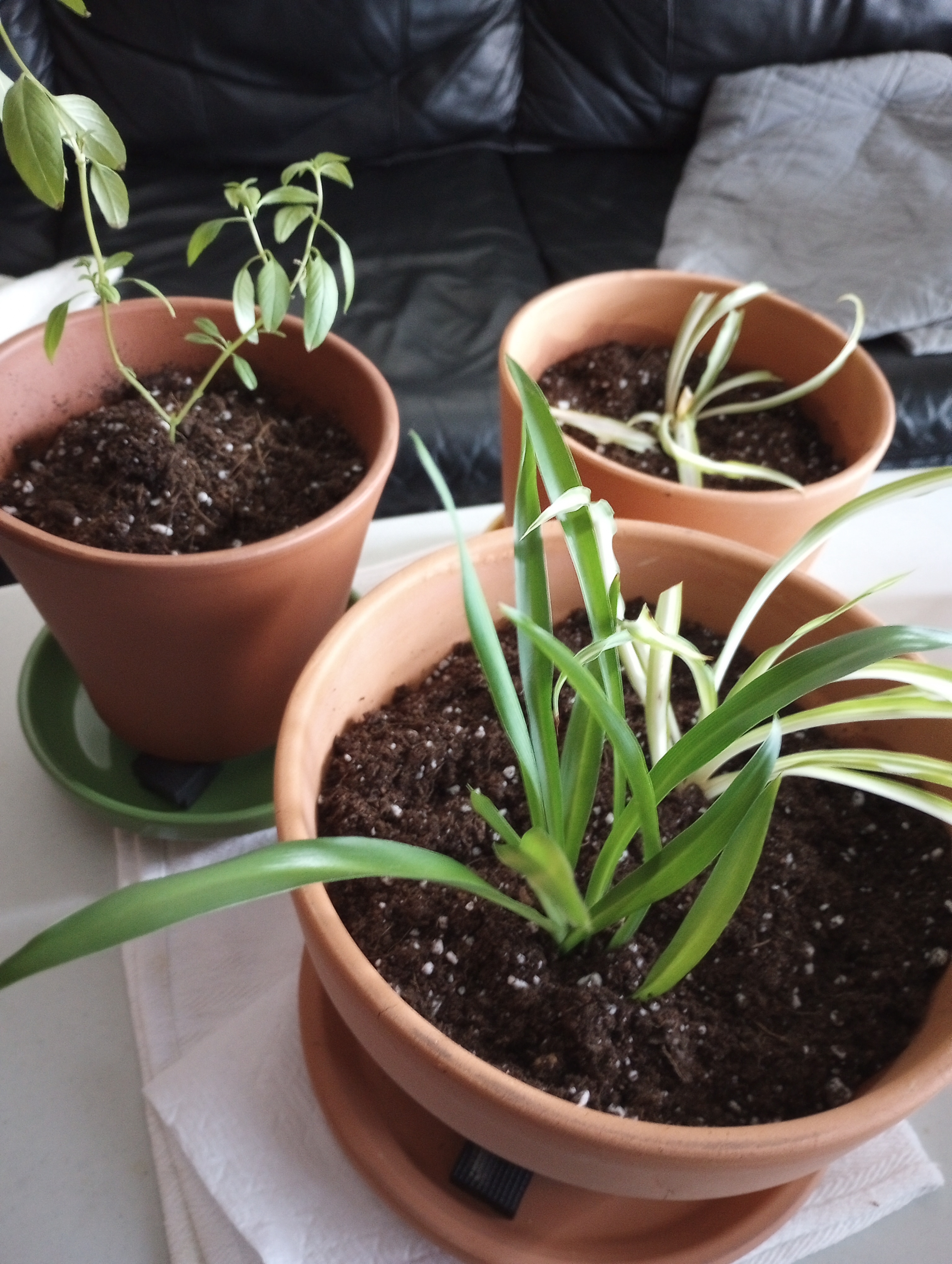 Planted these little ones in the dirt this morning. Fingers crossed they thrive this time—attempt number four!