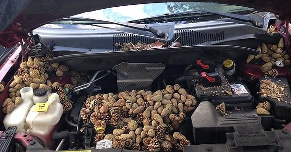 Squirrel's Epic Adventure: Stashing Cars with Pinecones and Acorns