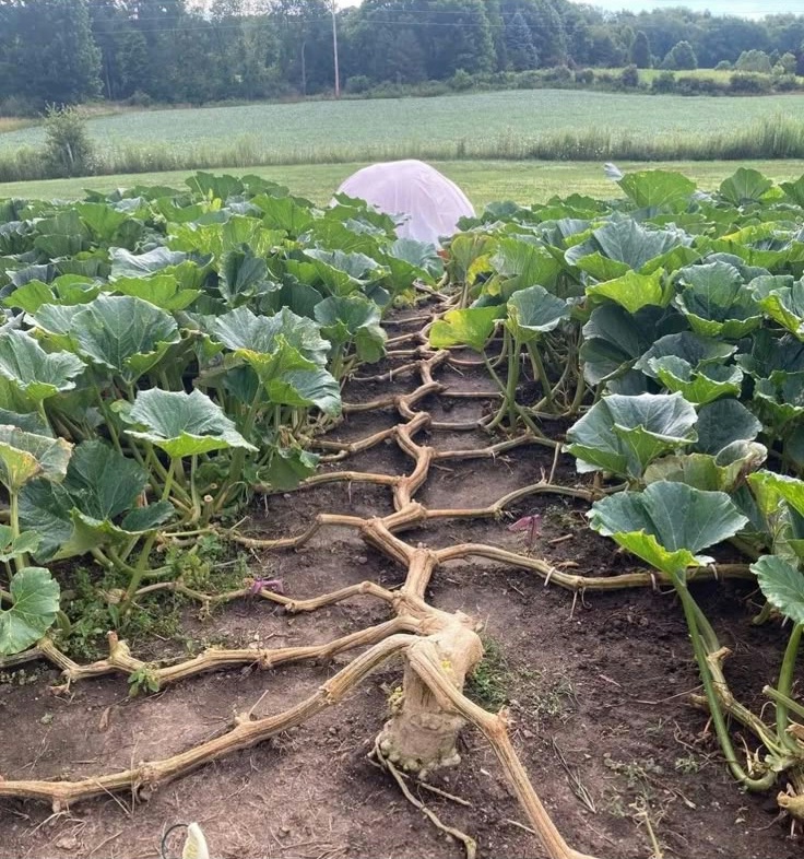 The Majestic Great Pumpkin Vine