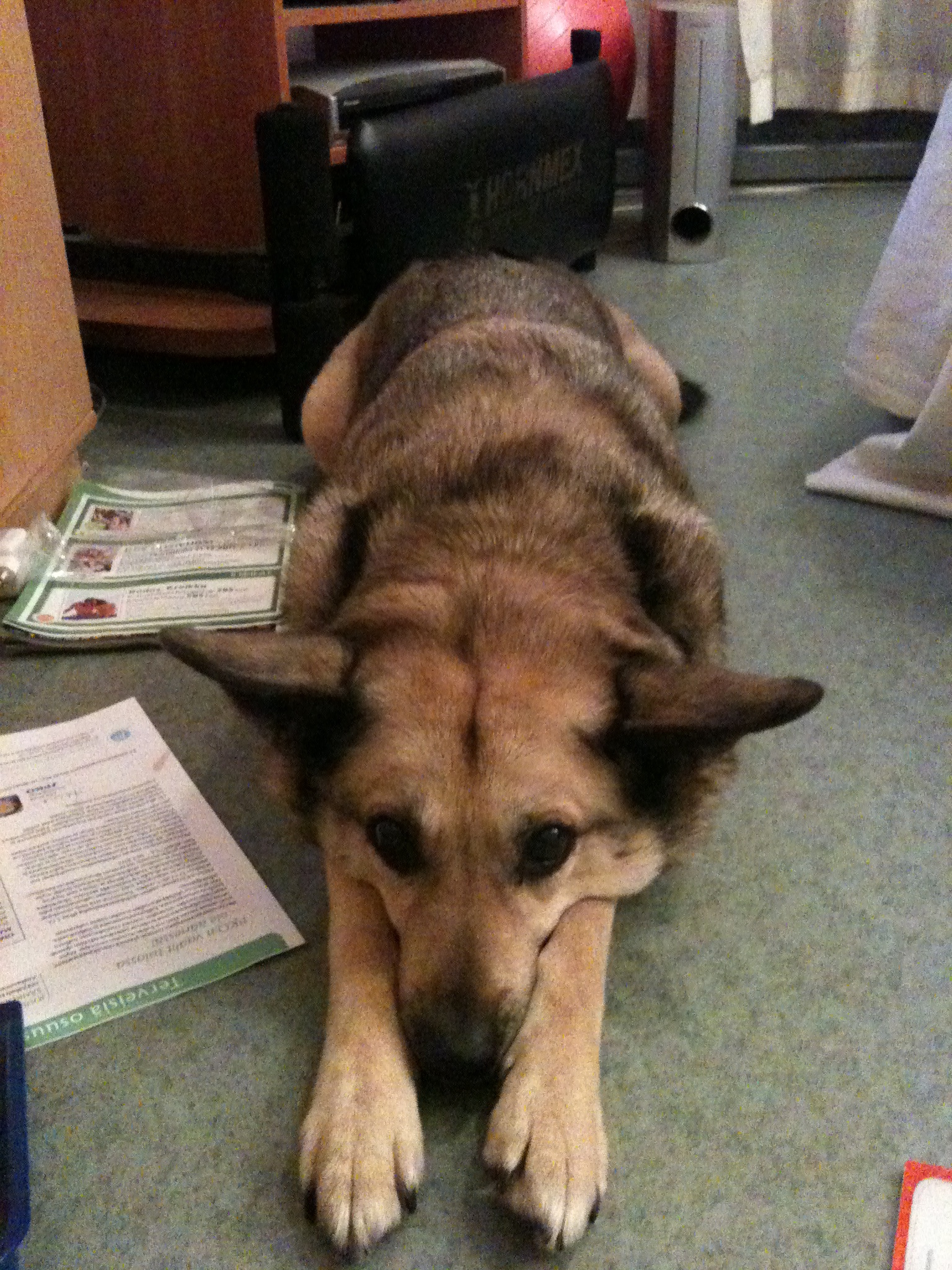 Nelli: The Unfiltered Adventures of a Dog