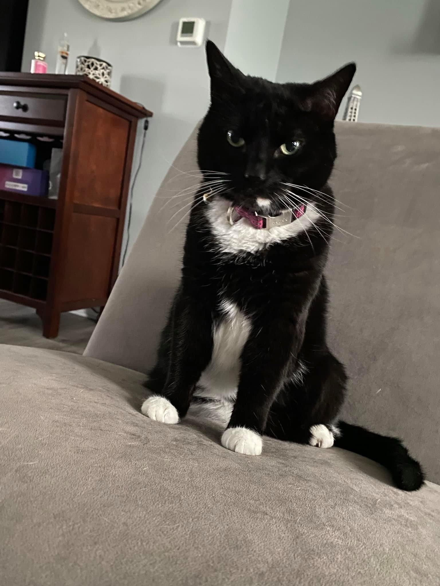 Are Cats Taking Over Imgur?