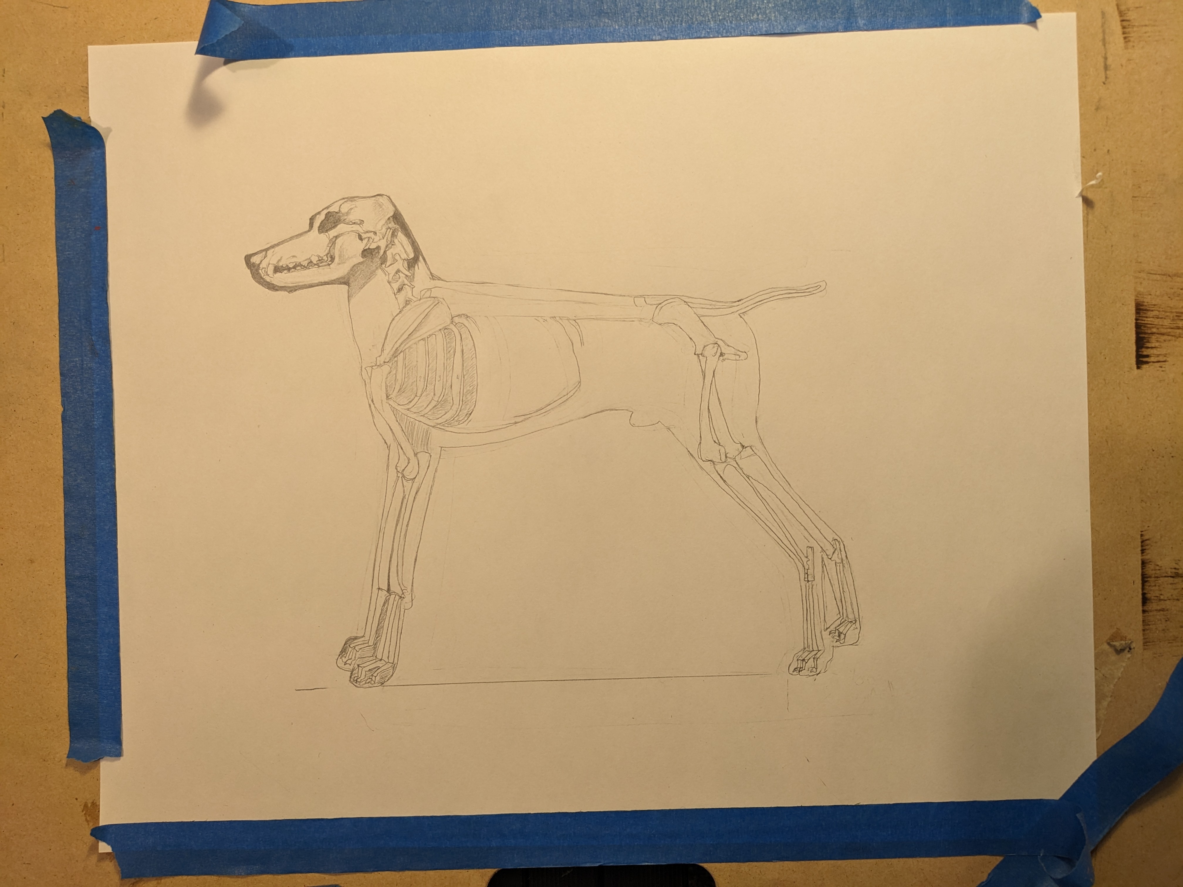 The Intriguing Anatomy of a Dog Skeleton