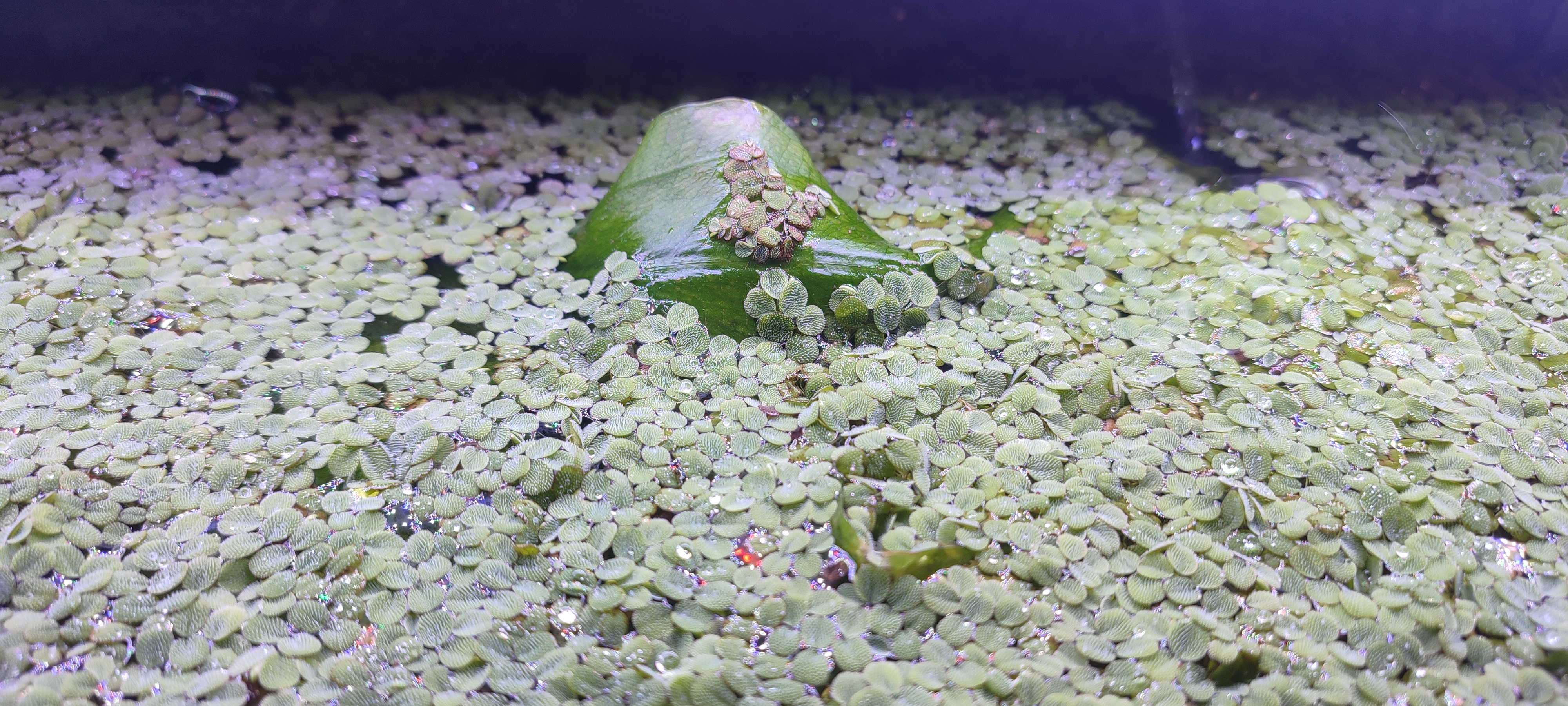 Goodbye, Duckweed!
