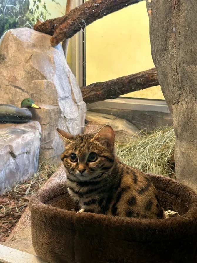 Meet the African Black-Footed Cat at Texas Zoo