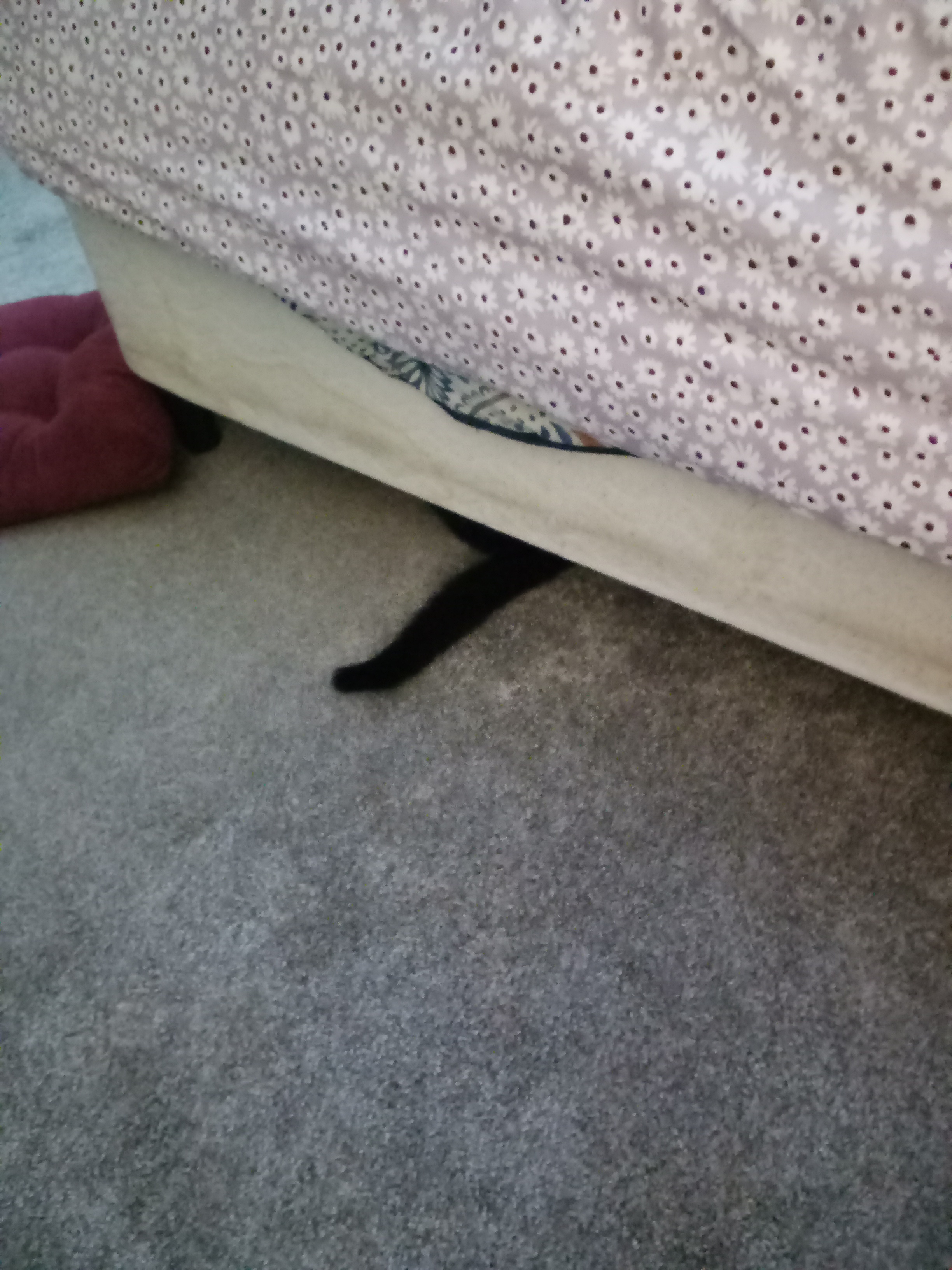 The creature lurking under my bed