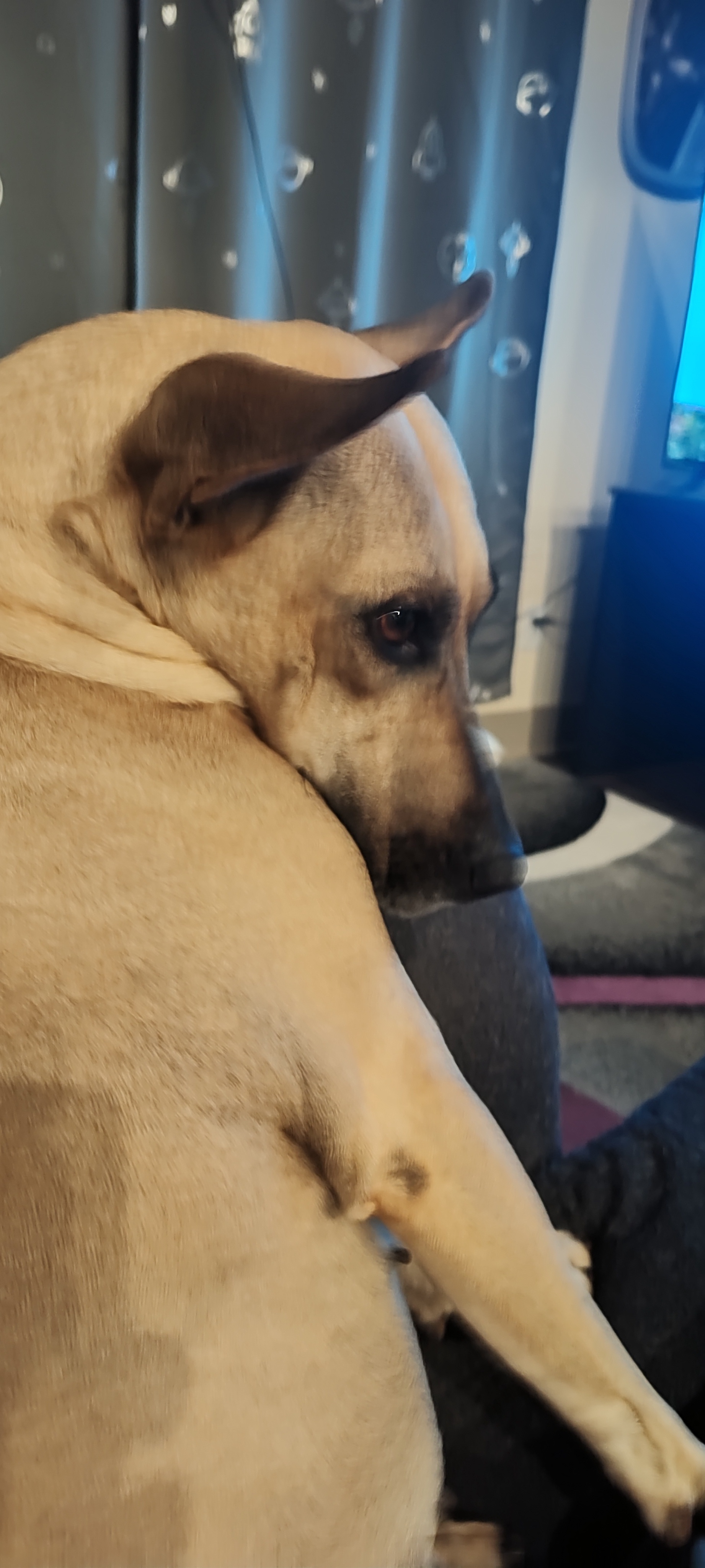 Maggie: The Cutest Pup You'll Ever See