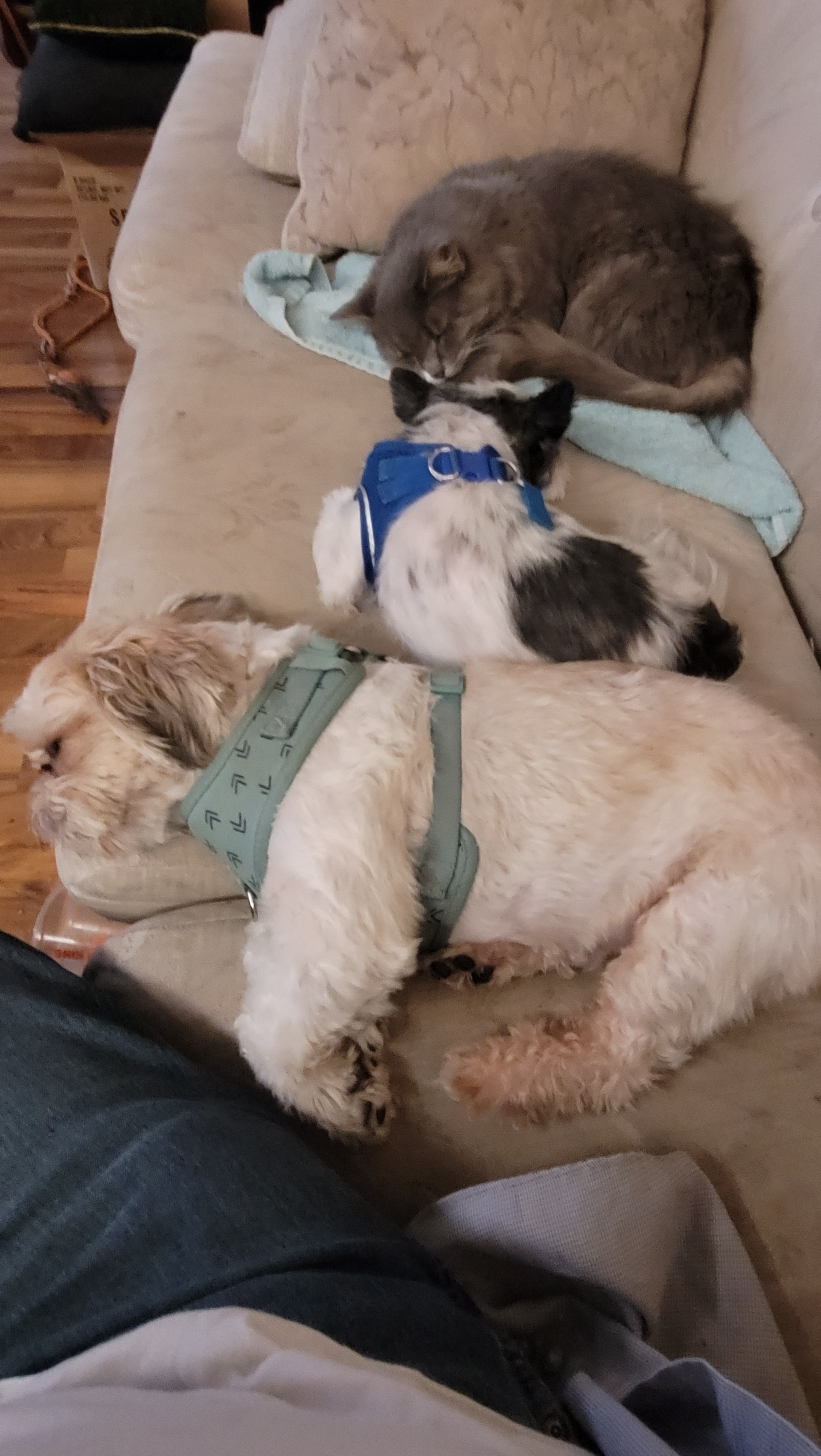 The Master Plan to Keep Me Off the Couch